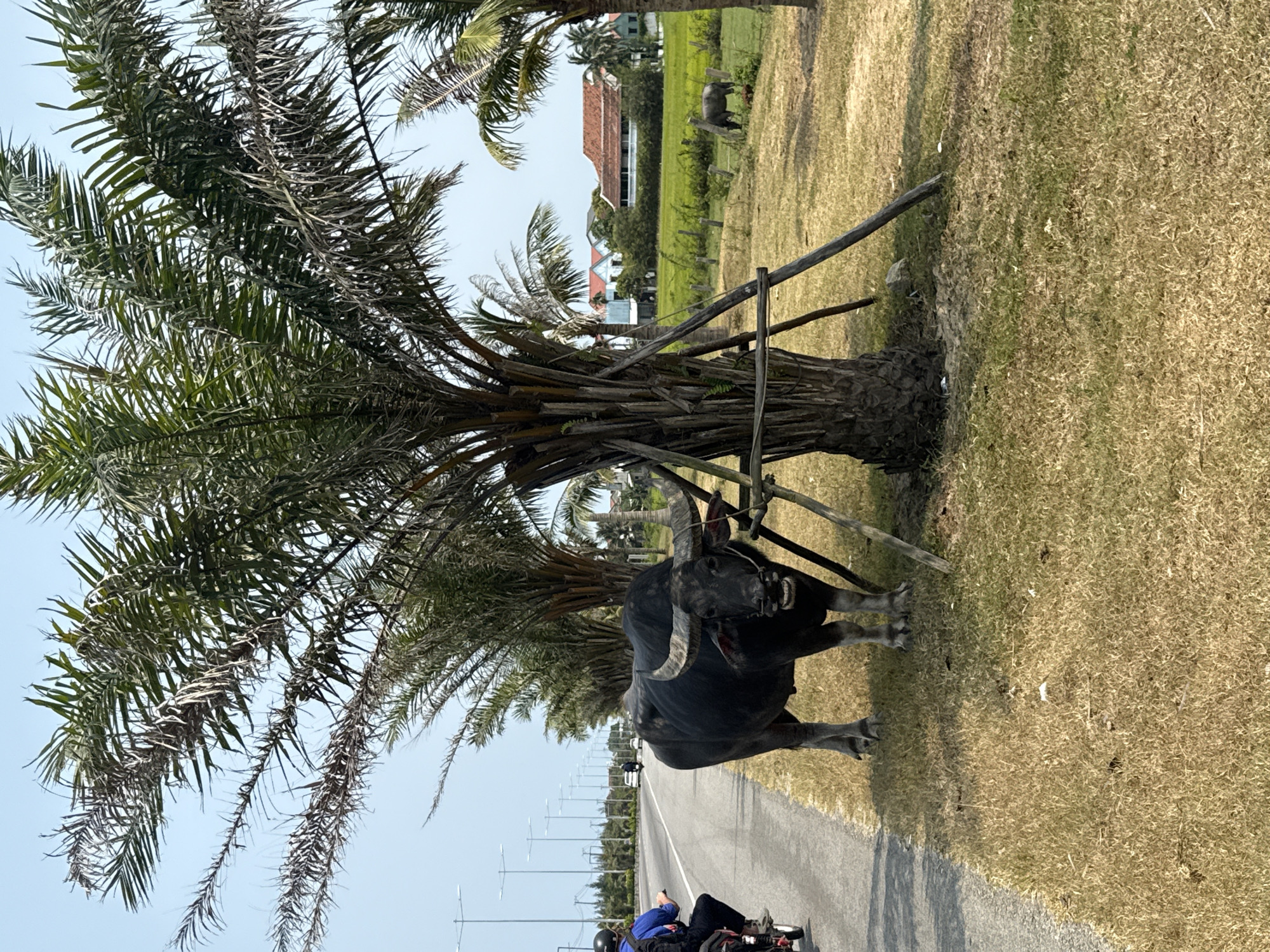 This image captures a bright, sunny outdoor scene in what appears to be Da Nang, Vietnam. The dominant subject is a dark-colored water buffalo, likely a statue given its static posture, standing beside a large palm tree. The buffalo, with its prominent horns, is positioned in the mid-ground, partially obscuring the tree trunk. The palm tree features both vibrant green fronds and some dried, brown ones, and its base is supported by several wooden stakes.
To the left of the buffalo and palm tree, a paved asphalt road stretches into the distance, lined with numerous utility poles or streetlights. A person on a motorbike or scooter, wearing a blue shirt, black pants, and a helmet, is partially visible in the bottom left corner, riding along this road.
To the right of the buffalo and tree is a large expanse of grassy land, predominantly dry and light brown, with patches of greener grass. In the mid-ground, beyond this field, several buildings with distinct red and white tiled roofs are visible, nestled among greenery. Further in the distance, more animals, possibly other buffaloes or statues, can be seen grazing in a greener patch of field.
The sky is clear and light blue, indicating fair weather and bright daylight, possibly mid-day or early afternoon, as suggested by the strong shadows. The overall impression is a calm, tropical, or subtropical roadside environment. No visible text is present in the image.