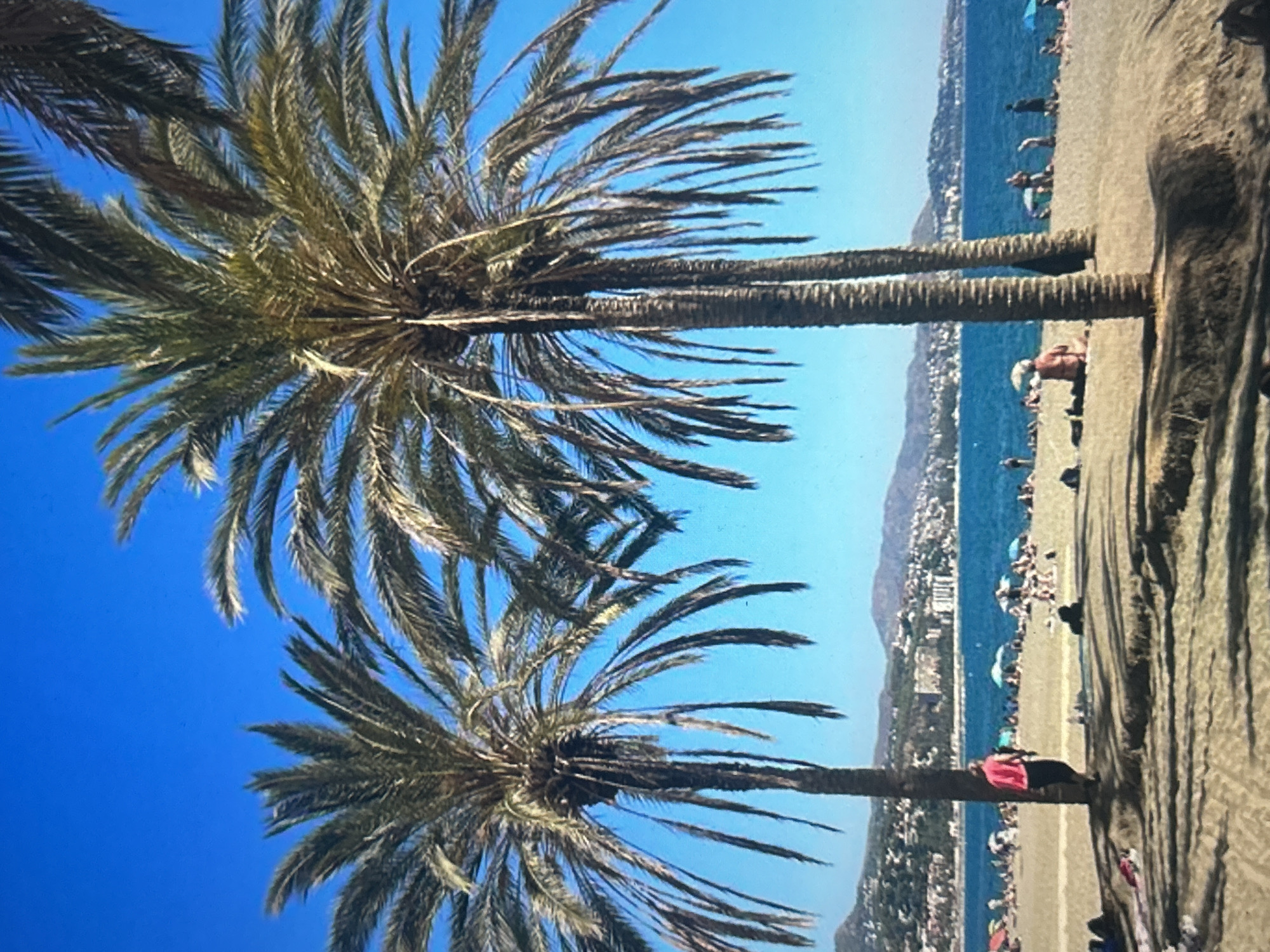 This image depicts La Malagueta Beach in Malaga, Spain, under a clear, vibrant blue sky. Two prominent palm trees with full, dark green fronds dominate the foreground, their textured trunks rising from the golden-brown sand and casting long shadows towards the viewer. A person wearing a pink shirt and dark pants stands to the left of the left palm tree, partially obscured. The midground shows a sandy beach densely populated with numerous individuals. Many are sunbathing or sitting on the sand, while others stand or walk. Several beach umbrellas, primarily white and blue, are scattered across the sand. The background features a deep blue sea with multiple people swimming or wading. Beyond the water, a city spreads across rolling green hills and mountains, densely packed with buildings and structures that line the extensive coastline.