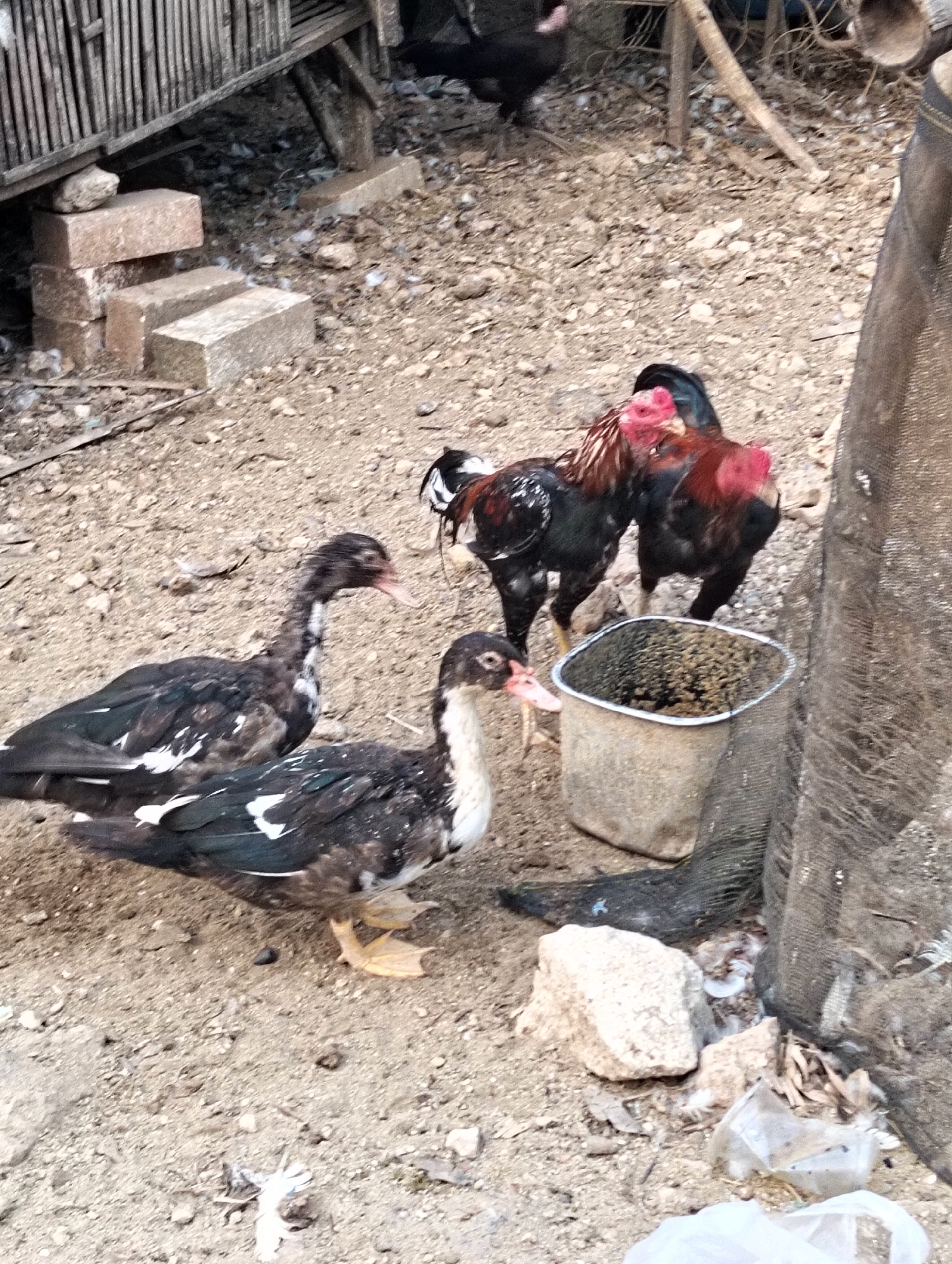 In Paciran, Indonesia, two dark-feathered ducks with white markings are on a dirt ground. One duck is in the foreground, facing left, with its head turned towards the viewer. The second duck is behind it, facing right. Two roosters, one black with red and white feathers and the other predominantly black with red markings on its head and neck, stand further back. A bucket filled with feed is positioned near the roosters. The environment appears to be an outdoor enclosure with some wooden structures and scattered debris, including rocks and plastic.