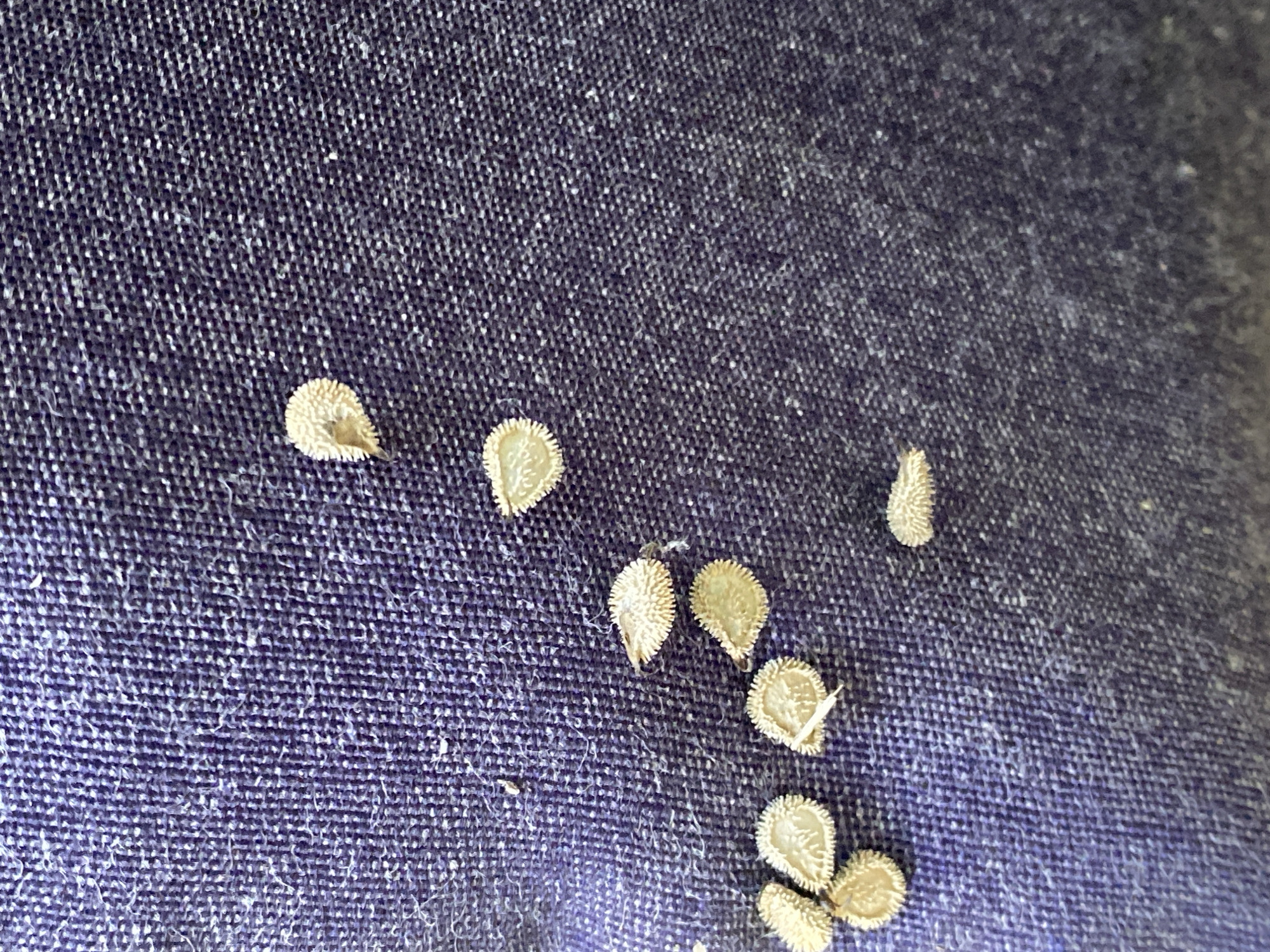 The image shows a close-up, overhead view of several small, light-colored seeds scattered on a dark purple, textured fabric surface. The seeds are oval or somewhat kidney-shaped and have a distinct fringe or spiky texture around their edges. The fabric appears to be a woven material, possibly denim or a similar textile, with visible threads creating a grid pattern. The lighting suggests an indoor environment, with the seeds casting faint shadows. There is no visible indication of the specific location within Novokuznetsk, Russia, or any human presence.