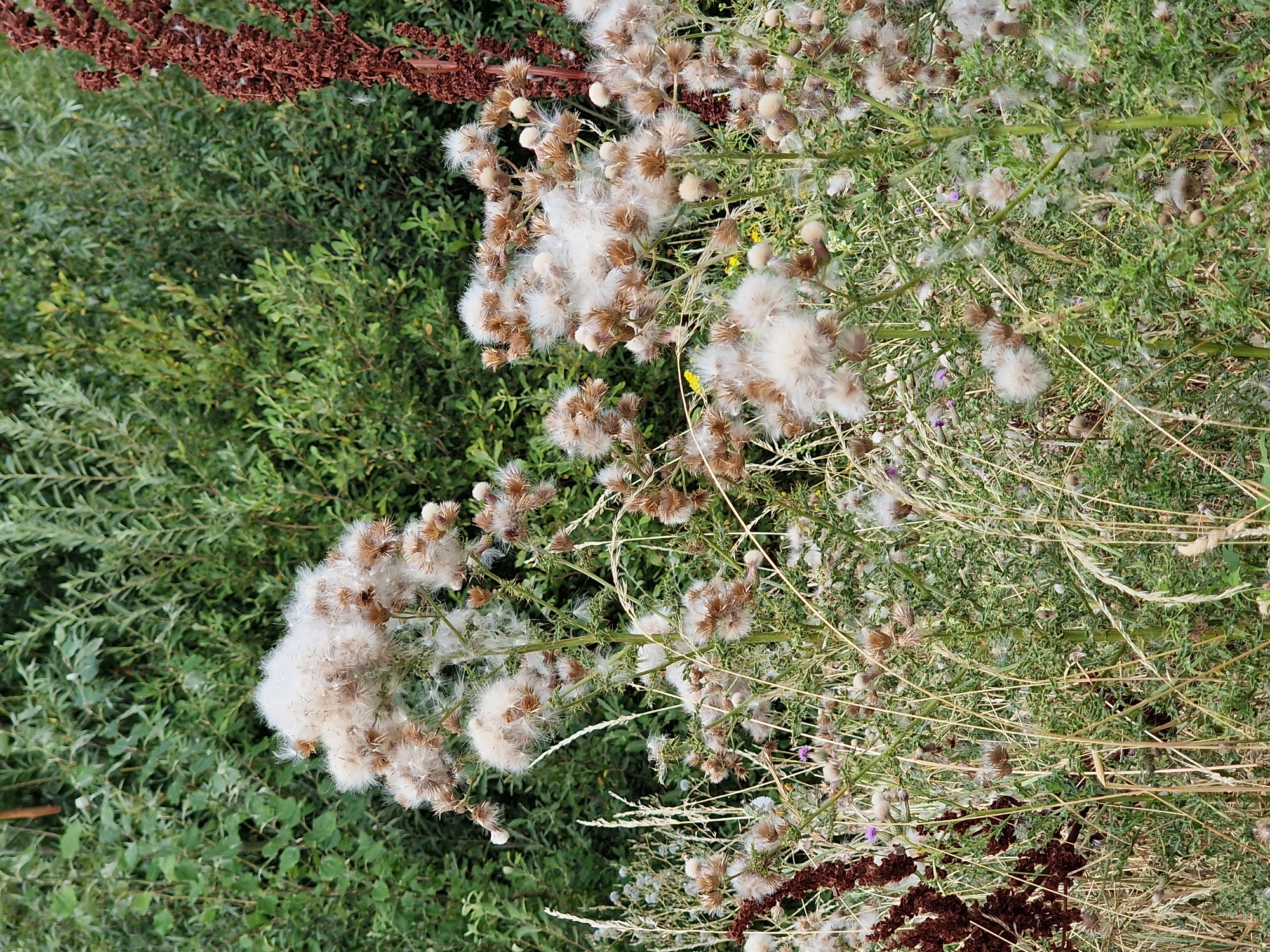 The image depicts a close-up view of a patch of thistles in bloom, with their fluffy seed heads appearing white and airy against a backdrop of dense green foliage. The thistles are various heights, with some clusters of the fluffy seed heads reaching higher than others. Interspersed among the thistles are dry, straw-like grasses and a tall, dark brown stalk with dried seed pods on the right side of the frame. The overall impression is of a wild, overgrown area. The location is identified as Canterbury, United Kingdom, suggesting this scene is likely found in a park, garden, or undeveloped urban space within the city. There are no people or animals visible in the image.