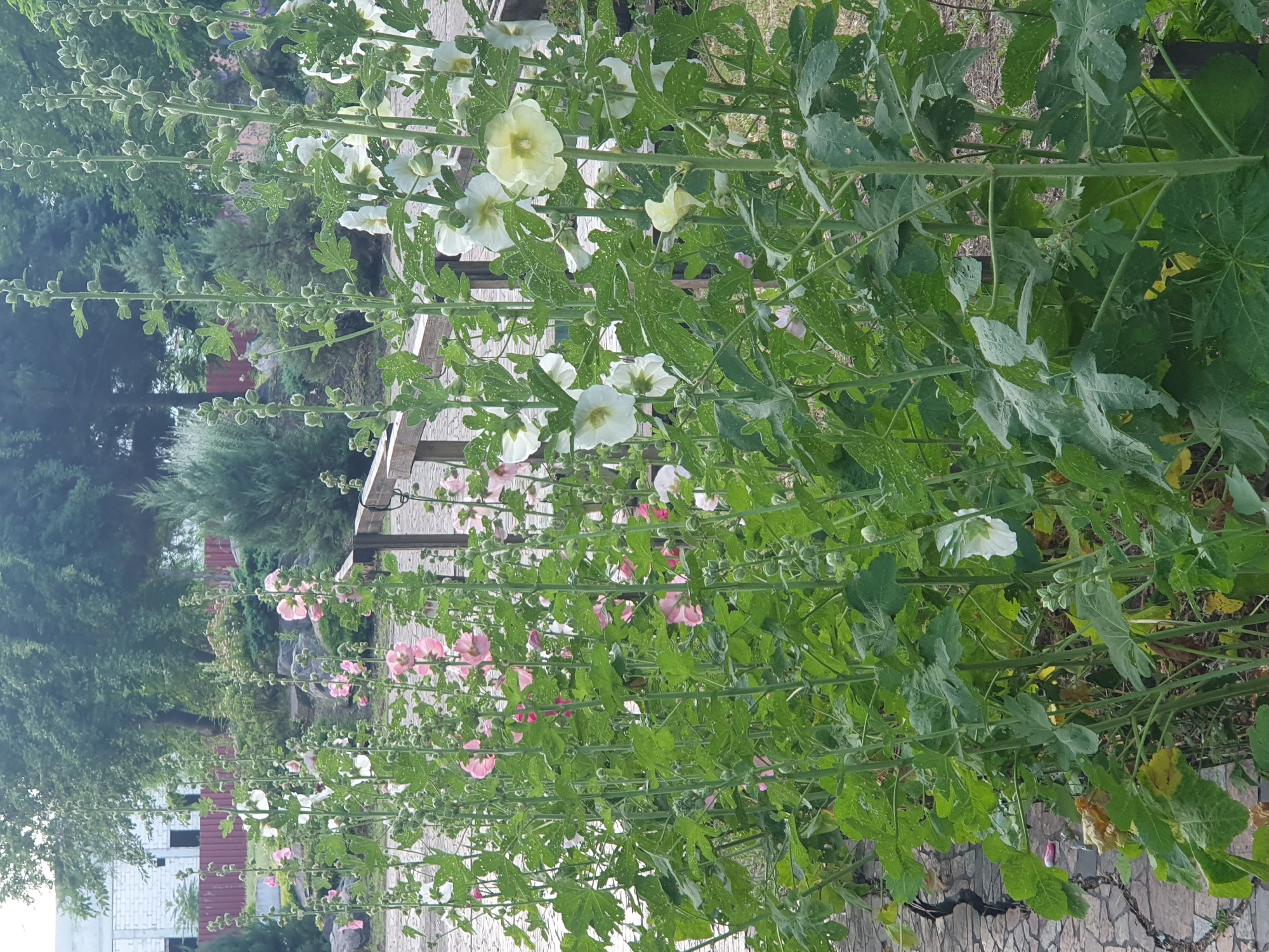 A low-angle medium shot captures a row of tall hollyhock plants in bloom, with a variety of pink and white flowers and numerous buds. The plants are densely packed, with thick, green stalks and large, textured leaves. The background shows a wooden fence, some rocks, and greenery, including trees and bushes. The ground in the foreground is paved with irregular stones. The overall scene suggests an outdoor garden setting.