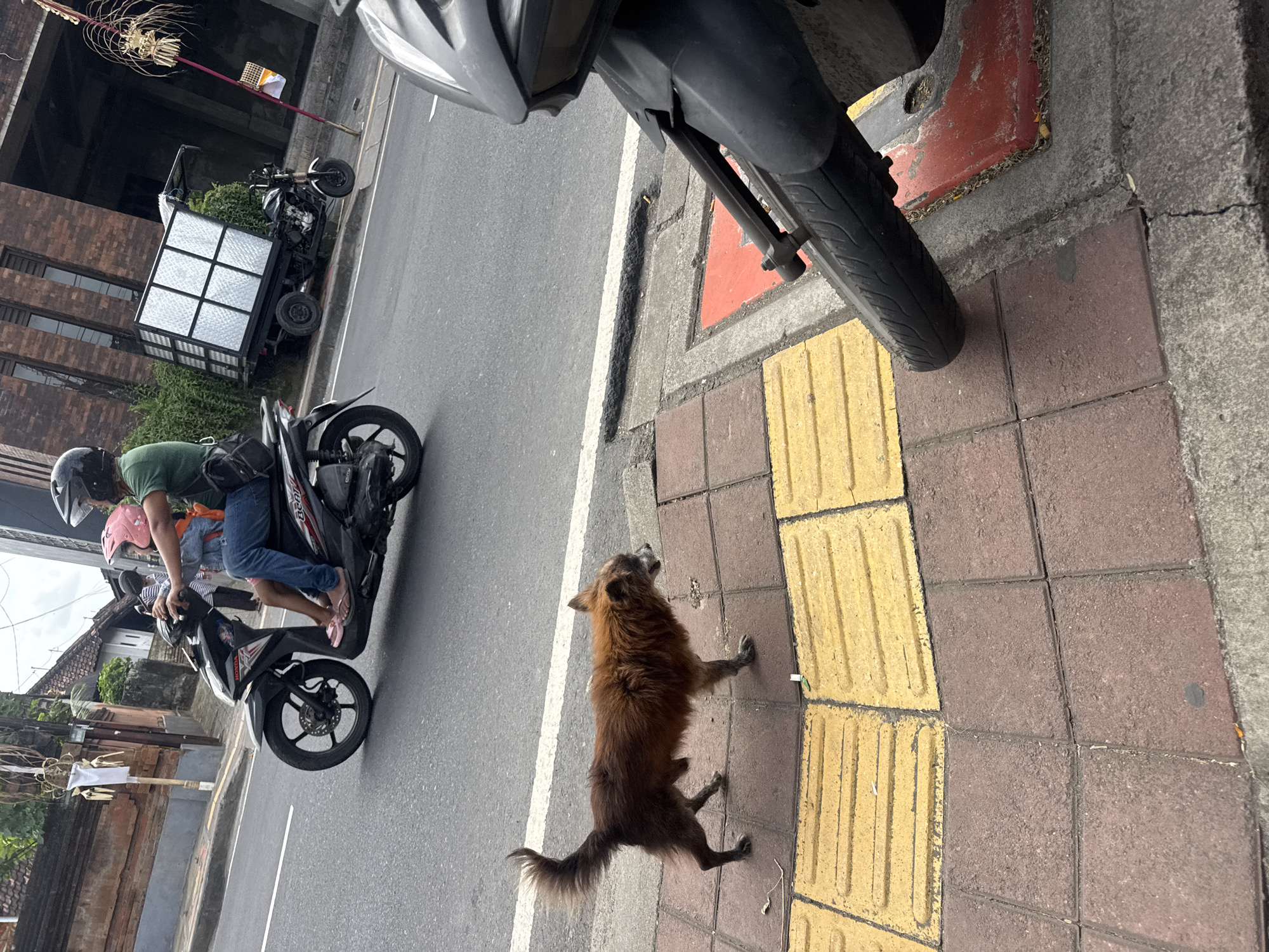 In Denpasar, Indonesia, a medium-sized, shaggy brown dog with a bushy tail walks on a pedestrian sidewalk. The sidewalk is paved with reddish-brown tiles and features tactile paving in yellow. The dog is facing to the right, with its head slightly lowered. Behind the dog, on the road, a person wearing a helmet and a green shirt is riding a scooter, with a child in front of them also wearing a helmet. A small truck with a large metal cargo box is parked on the side of the road, further in the background. The environment suggests a typical urban street scene in a tropical climate, with some greenery visible and buildings in the background. A part of a motorcycle is in the foreground, to the right of the image.