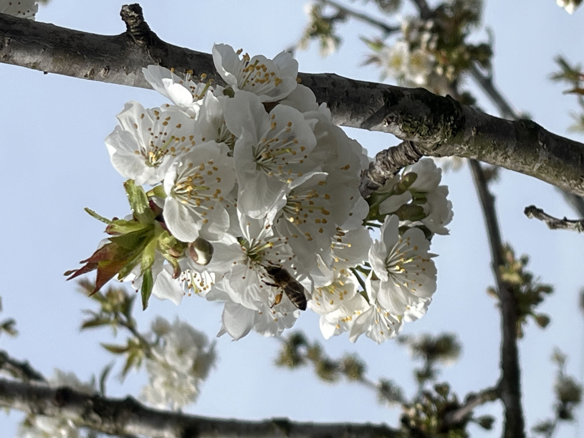A close-up shot captures a cluster of white blossoms on a tree branch in Pchelnik, Bulgaria. A bee is actively feeding on one of the blossoms. The background is a soft, light blue sky. The branch is mottled with shades of brown and green. Some buds and leaves are also present. The focus is primarily on the flowers and the bee, with the surrounding branches and sky providing context.