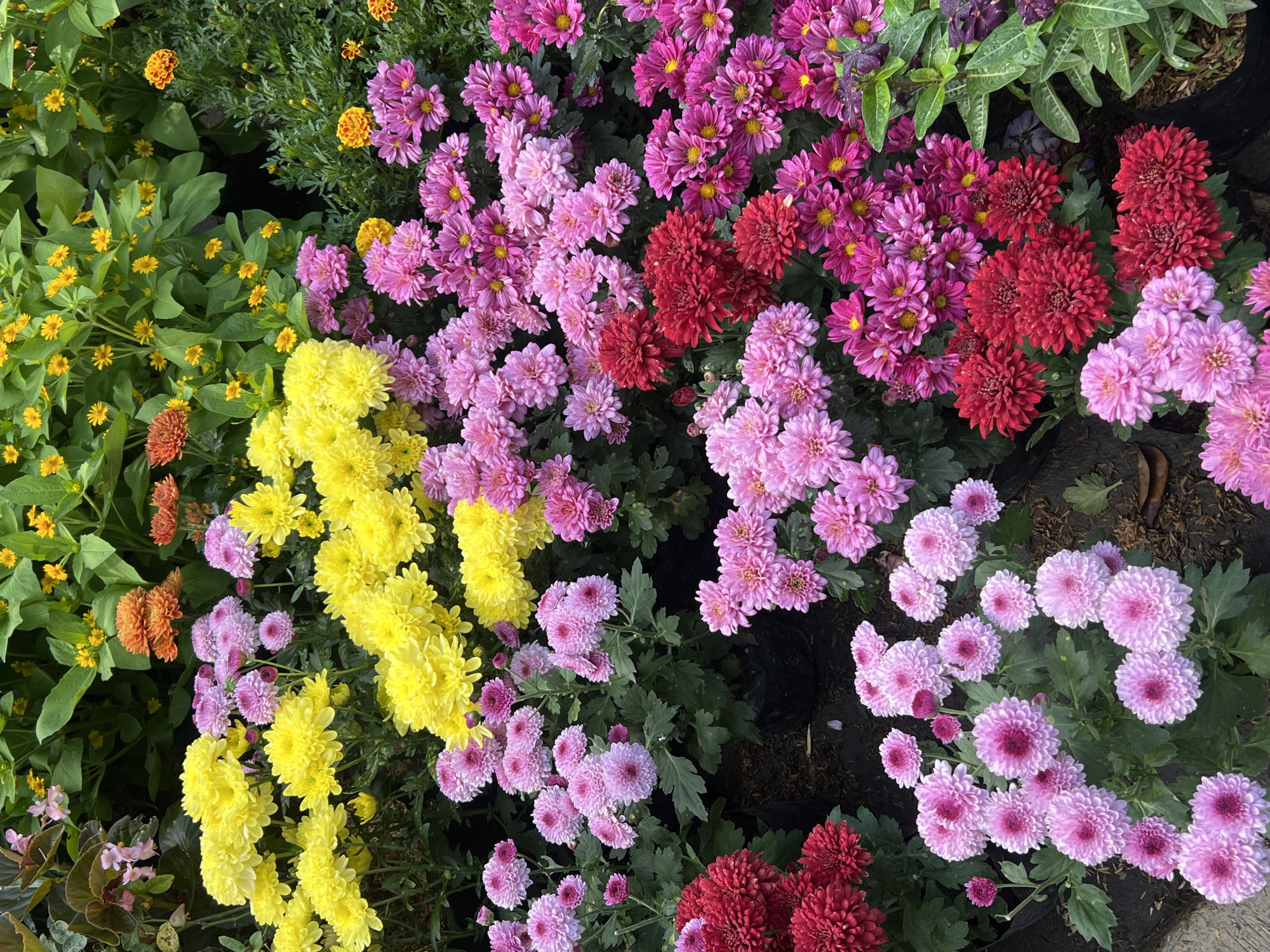 A close-up, high-angle, eye-level shot captures a vibrant display of chrysanthemums in a garden setting. The flowers are arranged in dense clusters, showcasing a spectrum of colors including bright yellow, various shades of pink and magenta, deep red, and touches of orange and yellow in the background. The chrysanthemums are fully bloomed, with many delicate petals creating a textured, full appearance. Some flowers have prominent yellow centers, while others are more uniformly colored. The foliage is lush and green, interspersed among the blooms. The ground beneath the flowers appears to be dark soil, with some visible black plastic pots. The image suggests an outdoor environment, likely a flower market or a garden center, possibly in Denpasar, Indonesia, given the prevalence of such floral arrangements in the region. There are no people visible in the frame. The lighting is soft, highlighting the rich colors and details of the flowers. The overall impression is one of abundant natural beauty and horticultural arrangement.