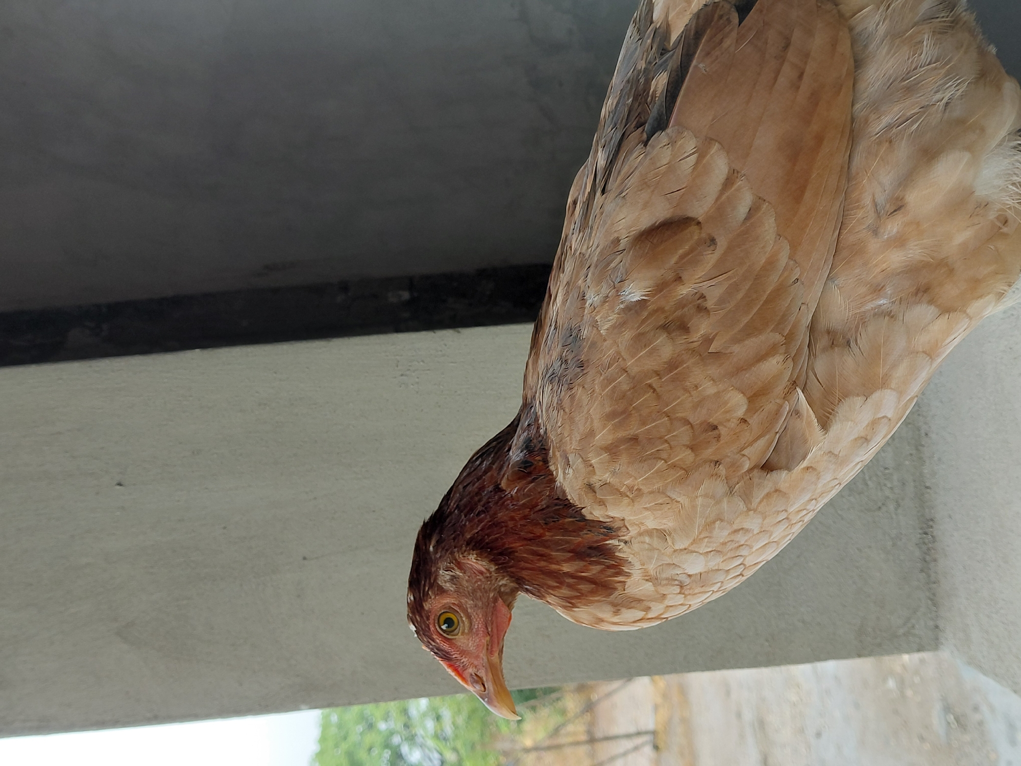 A close-up, vertically oriented photograph captures a brown and tan chicken looking downwards. The chicken's head and neck feature rich reddish-brown feathers, and it has a distinctive yellow eye with a dark pupil. Its body is covered in a mixture of light tan and brown feathers, displaying varied textures and patterns, with some darker streaks visible on its wings.
The chicken is positioned against a light grey, concrete-like surface, which occupies the upper and left portions of the frame. Below this surface, a dark grey or black horizontal band is visible. The background, particularly in the lower right and bottom sections of the image (relative to the photo's orientation), shows blurred green foliage from trees or bushes, and some indistinct, light-colored structures, indicating an outdoor setting.
The image appears to be taken during the daytime under soft, diffused light, as there are no harsh shadows. The chicken seems to be observing something below it or on the ground from a slightly elevated position, such as a ledge or wall. There is no visible text. The scene likely takes place in an outdoor environment in Santa Ana, Venezuela.