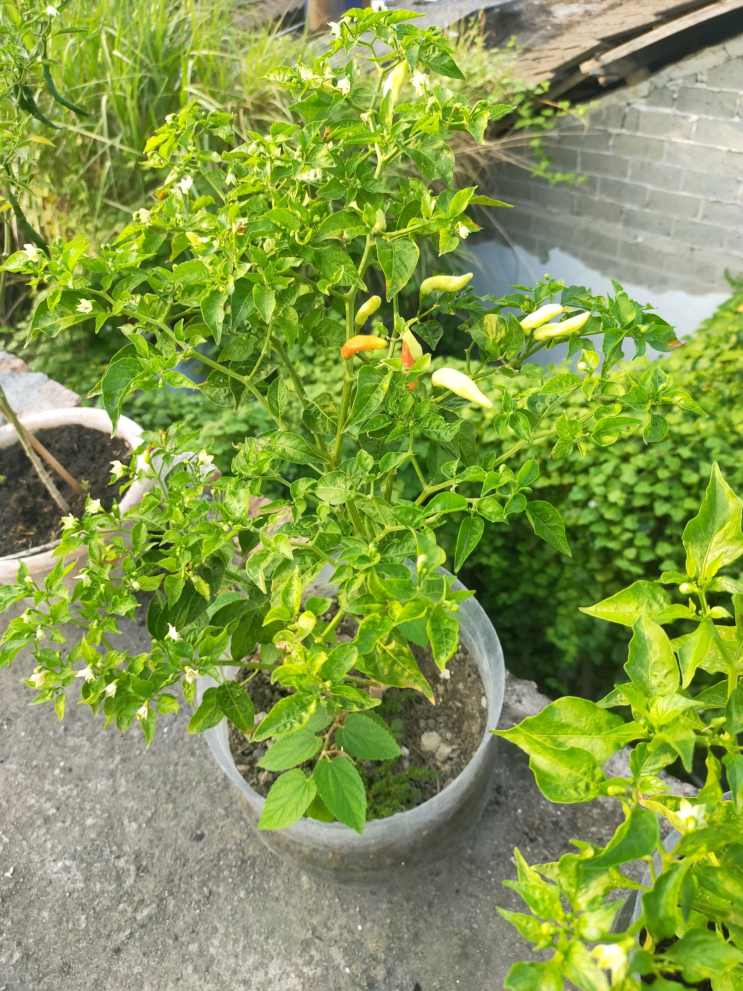 A potted chili plant with ripening fruit is seen in a close-up shot, likely taken outdoors in a residential setting in Sindangmulya, Indonesia. The plant, with vibrant green leaves, displays several chili peppers in various stages of ripeness, ranging from pale yellow to orange-red. Tiny white flowers are also visible, indicating ongoing growth and fruit production. The plant is housed in a clear plastic pot, which rests on a textured concrete surface. In the background, a blurred backdrop of lush green foliage suggests a garden or natural area. The top right portion of the image reveals a brick wall and a wooden structure, possibly part of a building or fence, hinting at the urban or semi-urban environment. The lighting suggests it is daytime, possibly late afternoon or early morning due to the soft illumination. No people or animals are present in the frame.