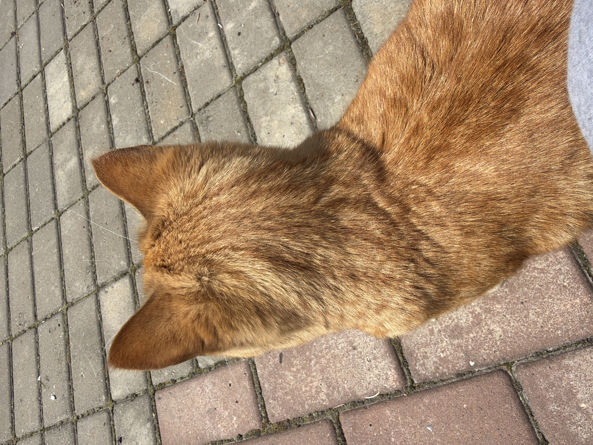 A top-down shot captures a ginger-colored cat resting on a paved surface outdoors in Chaikovsky, Russia. The cat, seen primarily from its back and head, occupies the right side of the frame, with its fur appearing soft and luminous under bright sunlight. Visible whiskers extend from its head. To the left, and partially underneath the cat, are grey and reddish-brown paving stones, arranged in a diagonal pattern with moss or dirt visible in the cracks. The harsh shadows suggest a sunny daytime setting. A small portion of what appears to be grey fabric, possibly human clothing, is visible in the upper right corner, indicating human proximity to the cat. No specific activity is taking place beyond the cat's stationary presence. There is no visible text.