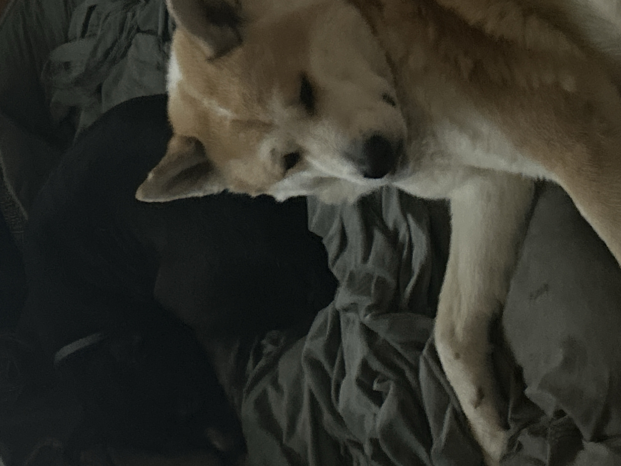 A tan and white dog is lying on rumpled grey bedding. A dark object, possibly a dark-colored dog or clothing, is partially visible to the left of the tan and white dog. The environment appears to be indoors, potentially a bedroom. There is no information available to identify the location as Sofia, Bulgaria.