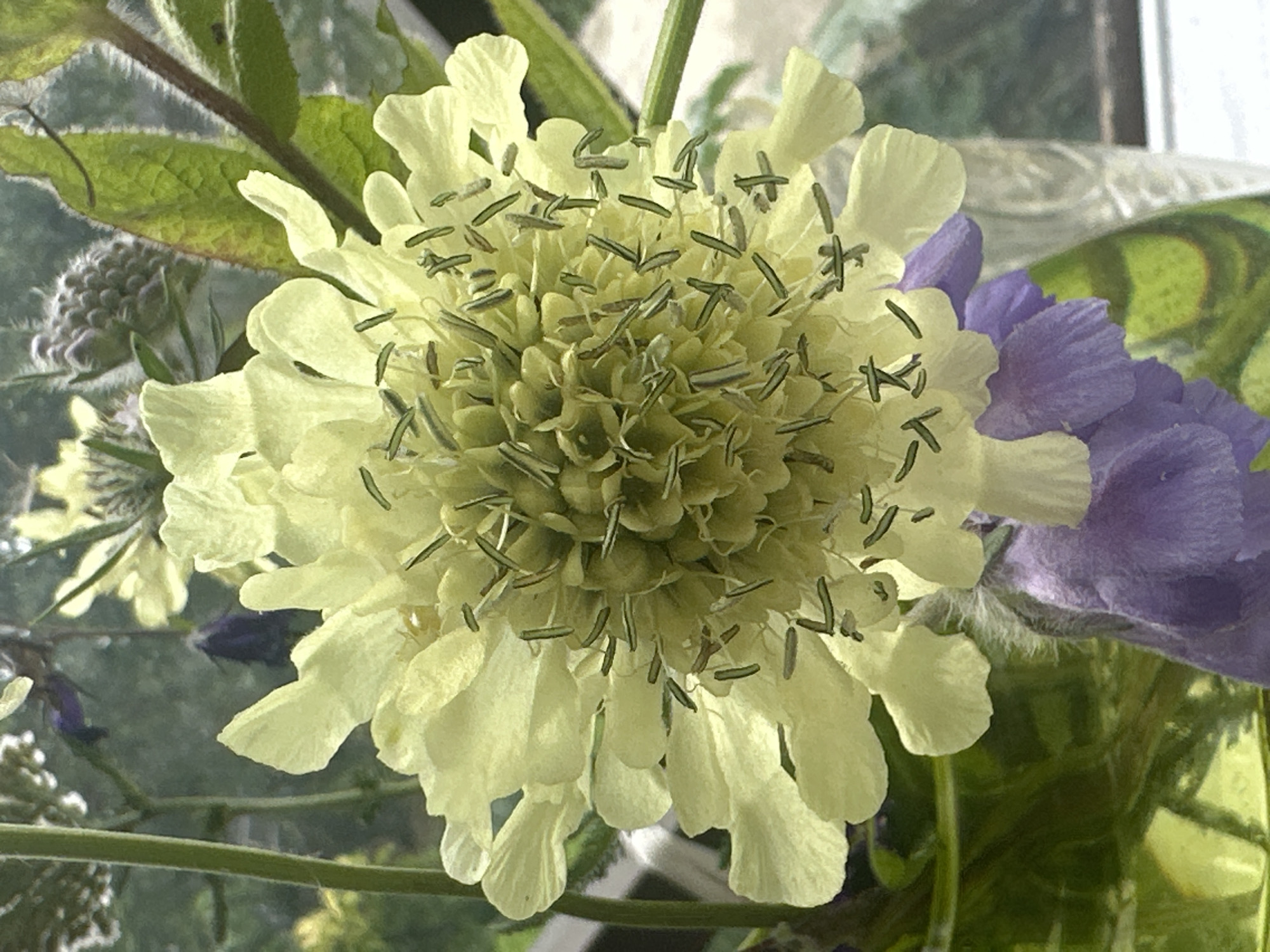 A close-up photograph captures a pale yellow, pincushion-like flower with delicate, ruffled petals. Its center is densely packed with numerous thin, green stamens tipped with dark anthers, giving it a spiky appearance. Behind the prominent yellow flower, blurred out of focus, are hints of other flowers and greenery. At the bottom of the frame, a cluster of soft purple petals is visible, suggesting a complementary bloom within the arrangement. The overall impression is one of a natural, floral composition, likely indoors given the blurred background that resembles window light or a distant, soft-focus environment. There is no discernible information in the image to indicate a specific location in Yessentuki, Russia.