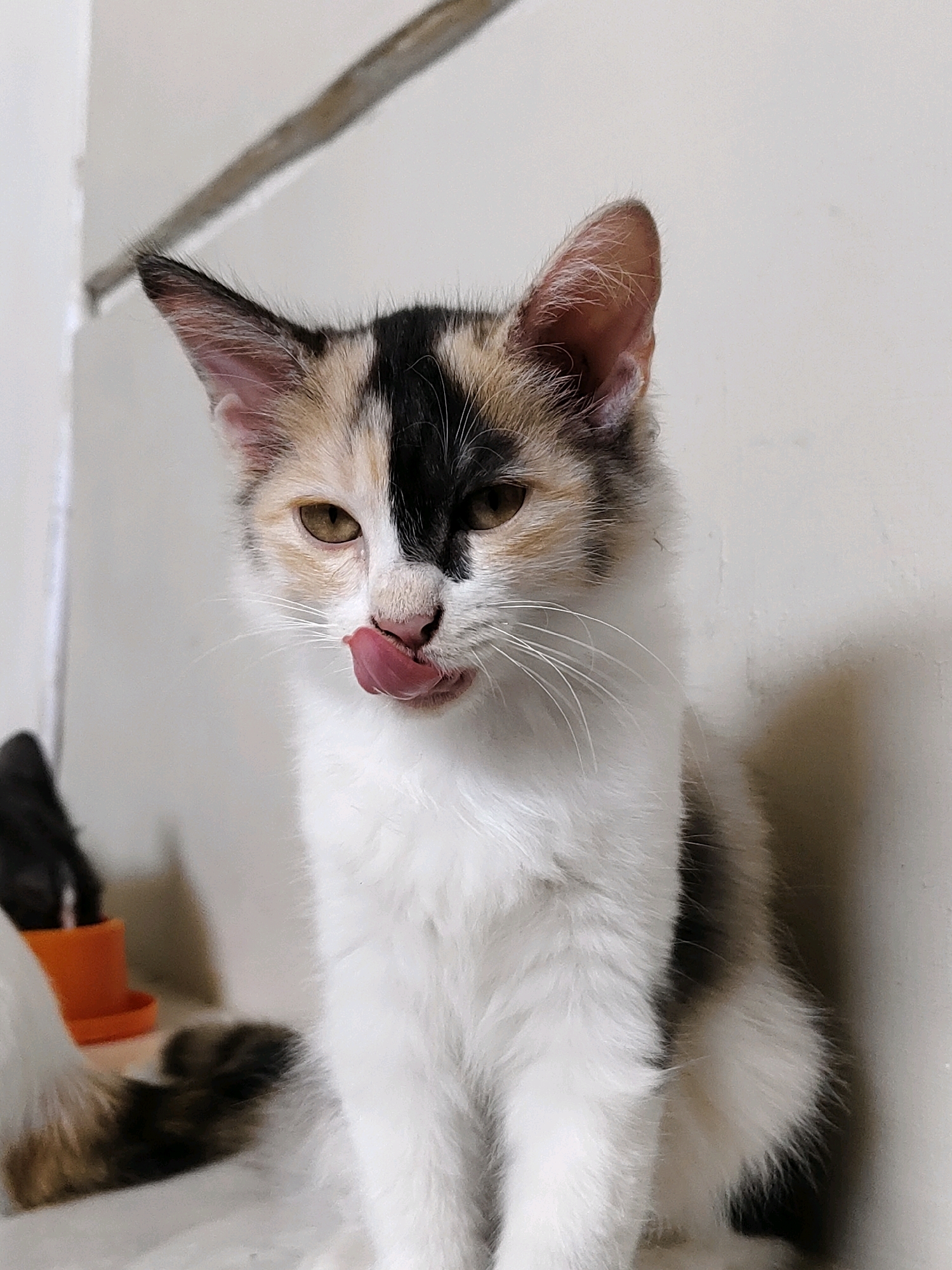 A calico kitten is perched in a close-up portrait, its tongue flicking out towards its nose. The kitten has distinct patches of black, white, and ginger fur. Its eyes are amber, and its ears are pointed. The background is a plain, light-colored wall, with a subtle horizontal line across the top. To the left, a blurred orange object is visible. The scene appears to be indoors, with soft lighting. The image does not provide any information about the location in Probolinggo, Indonesia.