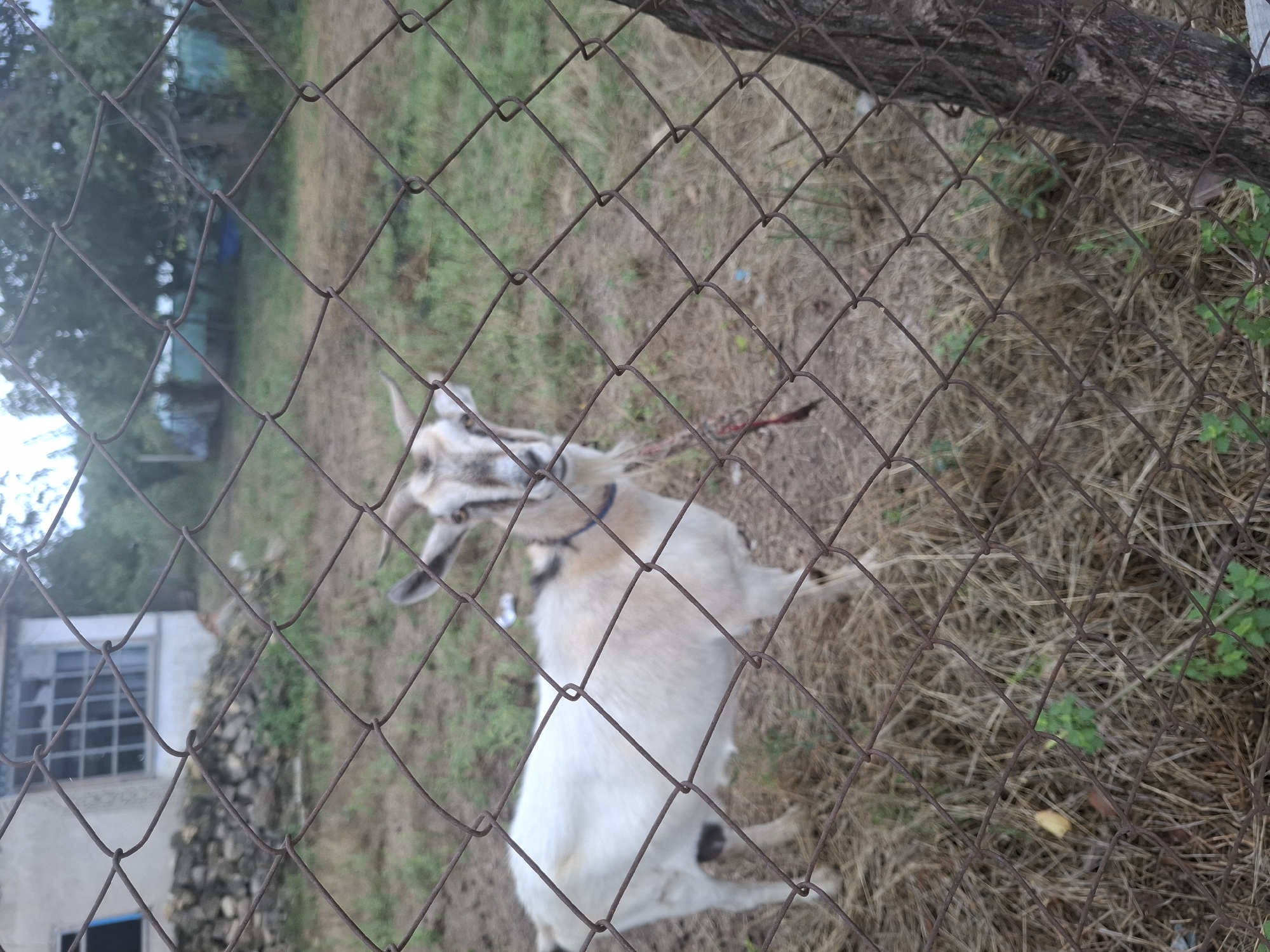 A light-colored goat with brown markings on its face and horns is standing in a dry, grassy area behind a wire fence. The goat is facing forward, with its head slightly tilted. In the background, a building with a window and a stone wall is visible, along with trees and a blue object. The scene appears to be in an outdoor, rural setting.