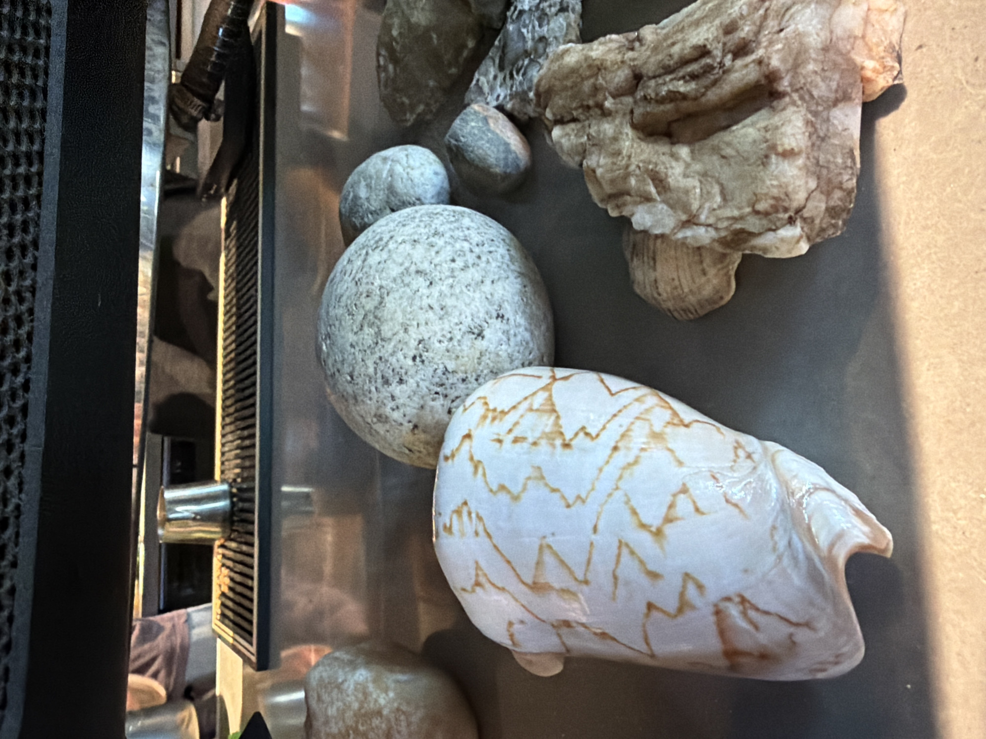 In Kazan, Russia, a close-up shot captures a collection of natural objects arranged on a metallic surface, possibly a countertop. The foreground is dominated by a large, ornate seashell with intricate brown markings against a white background. To the right of the shell, a cluster of rocks of varying sizes and textures is visible, including a rough, multi-layered rock and smoother, rounded stones. In the background, a large, speckled gray stone is positioned behind the seashell. Beyond these natural items, a metallic grate runs horizontally across the middle ground, with a silver cup or pitcher resting on it. Further in the background, a blurry figure wearing a purple shirt and white apron is partially visible behind the metallic grate, suggesting a commercial setting such as a cafe or restaurant. The overall lighting is warm, with shadows cast by the objects, creating a natural and somewhat rustic ambiance.