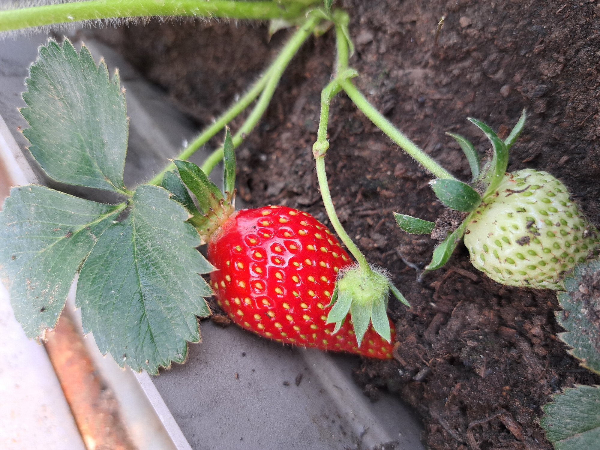A close-up shows a ripe red strawberry and a green unripe strawberry on a plant, likely in a planter or garden setting. The ripe strawberry is bright red with visible yellow seeds and is positioned near a green leaf. The unripe strawberry is green with lighter green seeds and is situated in the dark soil. The plant has hairy green stems. The container appears to be gray plastic. The location is unknown.