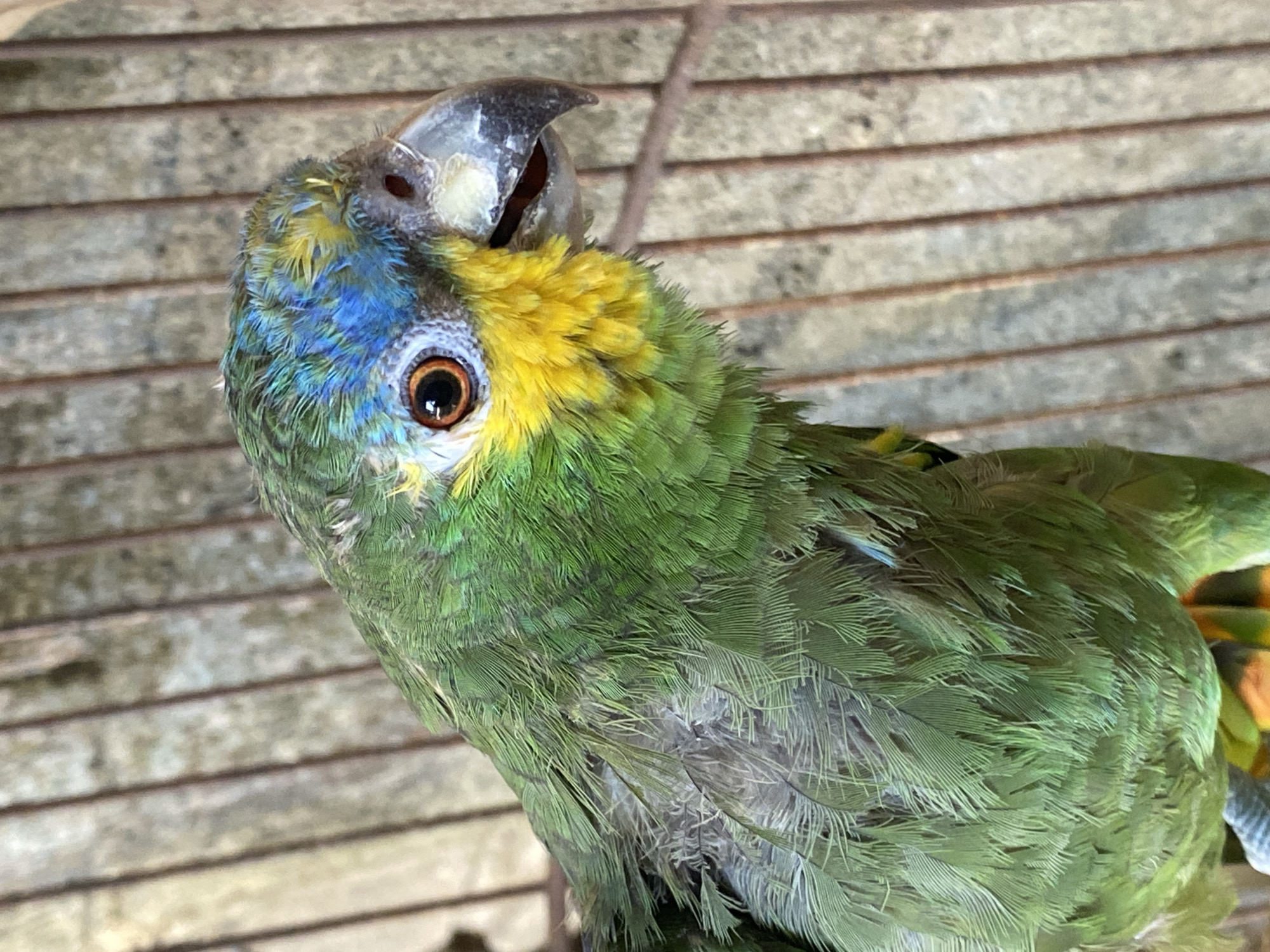 A green parrot with yellow and blue plumage on its head is perched in Tinaquillo, Venezuela. The parrot is facing the camera with its head tilted, showing its beak slightly open. The background consists of wooden planks.