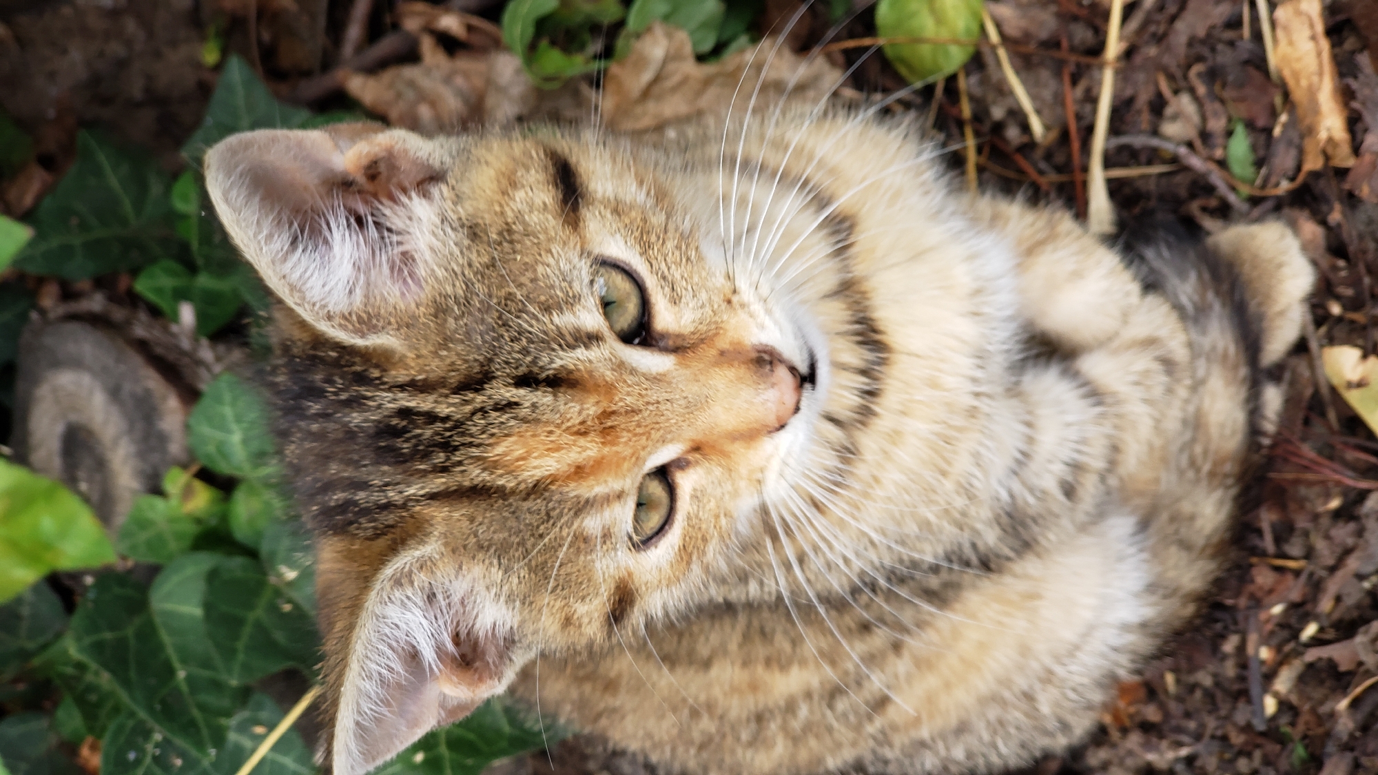 A high-angle, close-up shot shows a kitten sitting on the ground, surrounded by green ivy leaves and some dry leaves and twigs. The kitten has tabby markings with brown, black, and tan fur. Its ears are pointed and perked up, and its eyes are green with black pupils, looking downwards. The kitten's front paws are tucked neatly in front of its chest. The background is blurred, with a small piece of a tree stump visible in the upper portion of the image. The scene appears to be an outdoor environment.