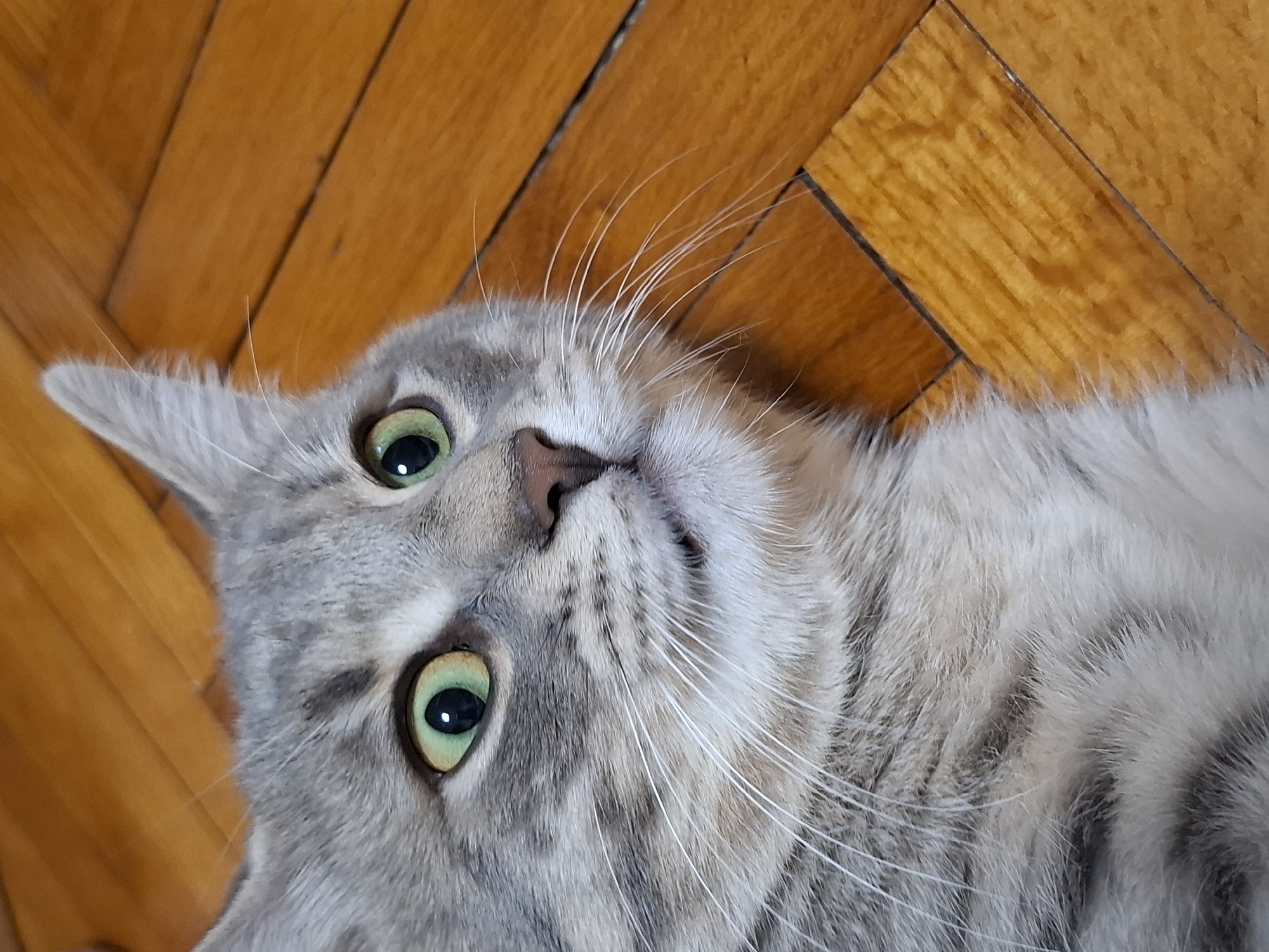 A close-up shot of a grey tabby cat lying on a light brown wooden floor. The cat has green eyes and white whiskers. The floorboards run horizontally across the top of the frame.
There is no information on the location of the city of Novi Sad, Serbia, present in this image.