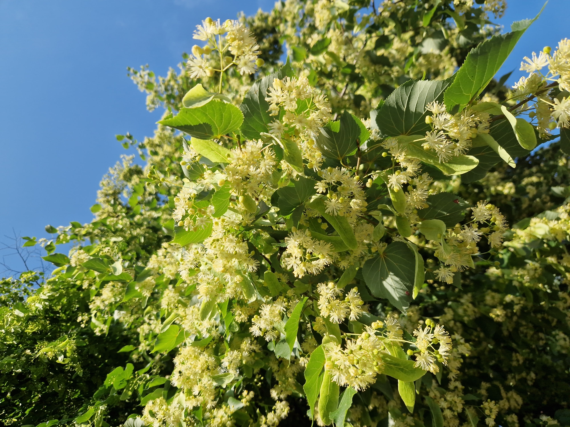 This is a close-up, low-angle shot of a linden tree in full bloom, set against a bright blue sky. The foreground is filled with clusters of small, pale yellow linden flowers, many still in bud, interspersed with vibrant green leaves. The branches of the tree extend upwards and outwards, with dense foliage in the background. The lighting suggests a sunny day. The scene is likely located in a park or a tree-lined street in Sofia, Bulgaria, where linden trees are a common sight, especially during blooming season in early summer. No people or animals are visible.