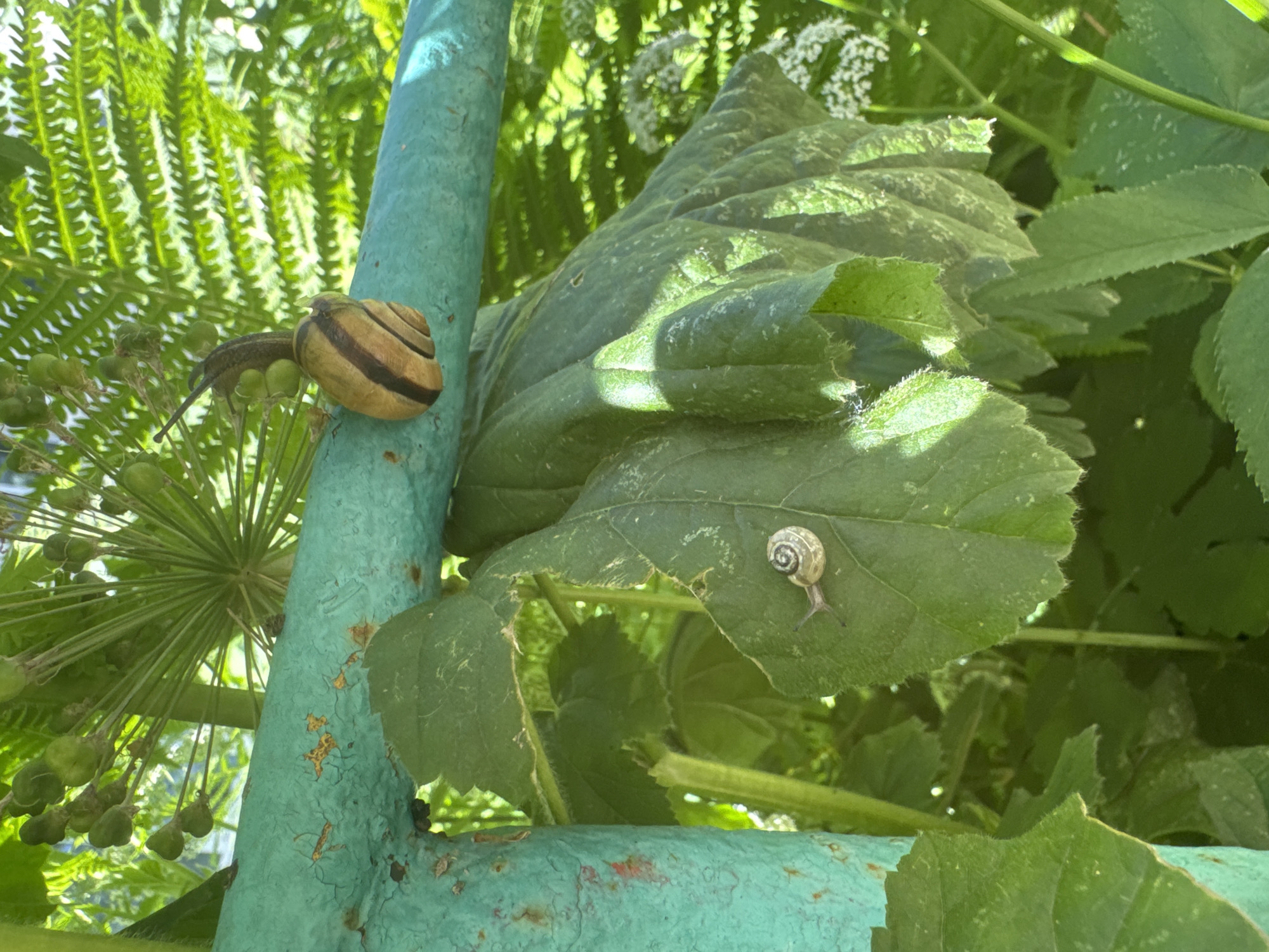 Two snails are visible on a turquoise-painted metal bar, surrounded by lush green foliage and a fern. The larger snail, with a banded brown and yellow shell, is positioned on the bar, its head extended upwards. A smaller snail, with a spiraled grey shell, is situated on a large green leaf below the bar. The scene suggests an outdoor environment, likely a garden or park, with sunlight filtering through the leaves, creating highlights and shadows. The presence of the metal bar, painted turquoise and showing signs of rust, hints at man-made infrastructure within this natural setting. The overall impression is of a quiet, natural moment captured in an urban or semi-urban environment. The location is specified as Chaikovsky, Russia.