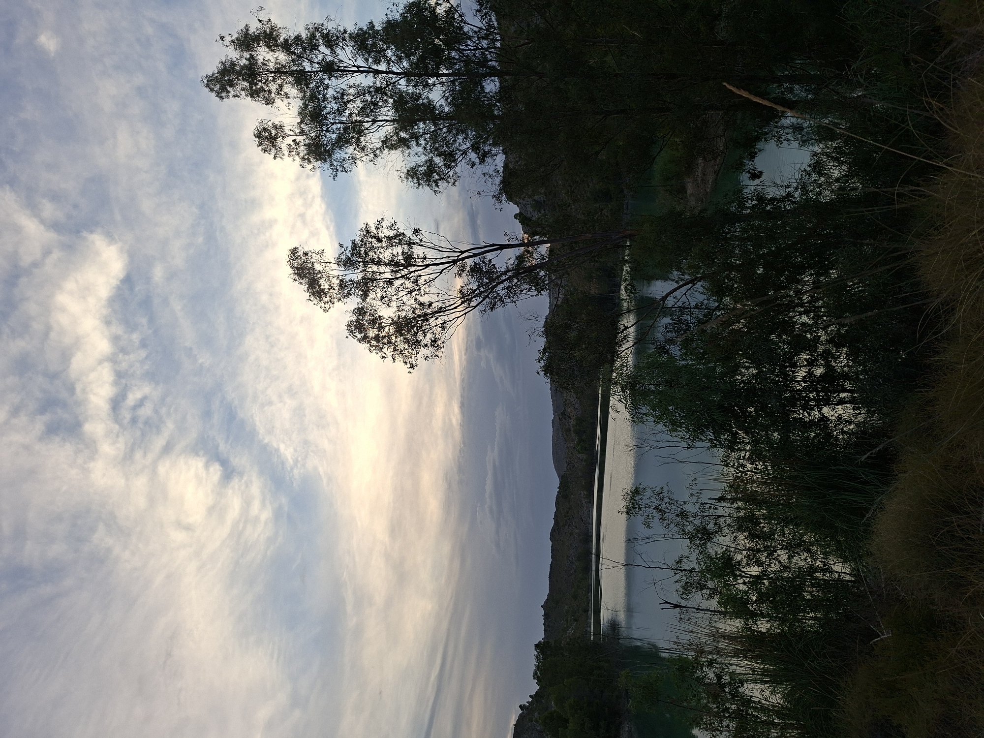 This image depicts a serene natural landscape in the vicinity of Mula, Spain, likely near a reservoir or lake. The sky above is a canvas of soft, wispy clouds with hues of white, pale blue, and hints of peach, suggesting either dawn or dusk. The foreground is dominated by silhouetted vegetation, including tall grasses and the outlines of trees, creating a sense of depth and framing the view. In the mid-ground, a tranquil body of water stretches across the frame, reflecting the soft light from the sky. The opposite shore is lined with rolling hills covered in dark green vegetation and sparse trees, with the undulating terrain creating a natural horizon. Two prominent trees with bare branches stand out in the right mid-ground, silhouetted against the sky. The overall impression is one of natural beauty and quietude, characteristic of the Spanish countryside. There are no people, animals, or man-made structures clearly visible in this landscape.