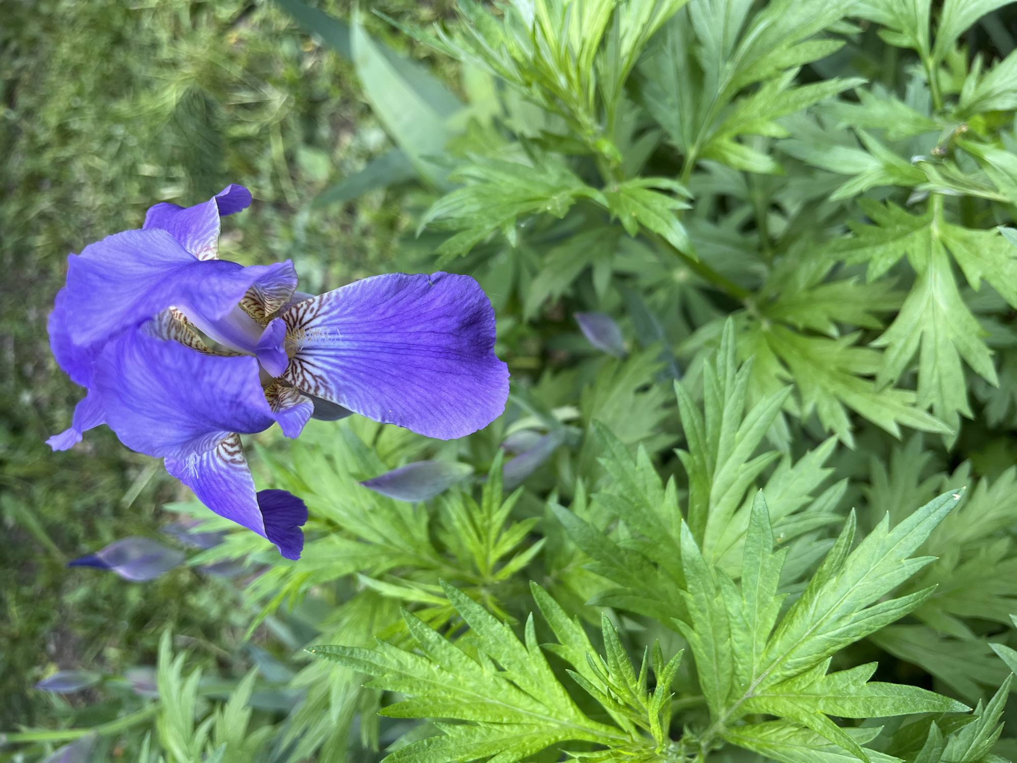 A close-up shot of a blue iris flower situated amongst green foliage. The flower has a complex structure of petals and patterns. The leaves are finely divided, with sharp points. The photograph appears to have been taken outdoors in a natural setting, in Unknown, Unknown.