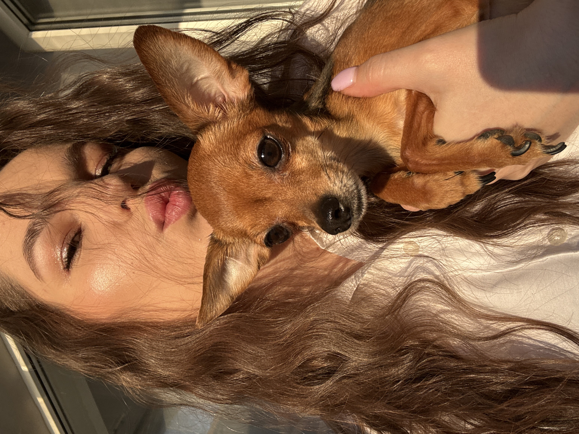 A woman with brown hair is lying down. A small brown chihuahua dog lies nestled on top of her. The woman's hand rests on the dog. The background appears to be a light-colored shirt or sheet. The image is brightly lit by natural light, possibly from a window. There is no visible information to confirm the location is in the city of Chaikovsky, Russia.