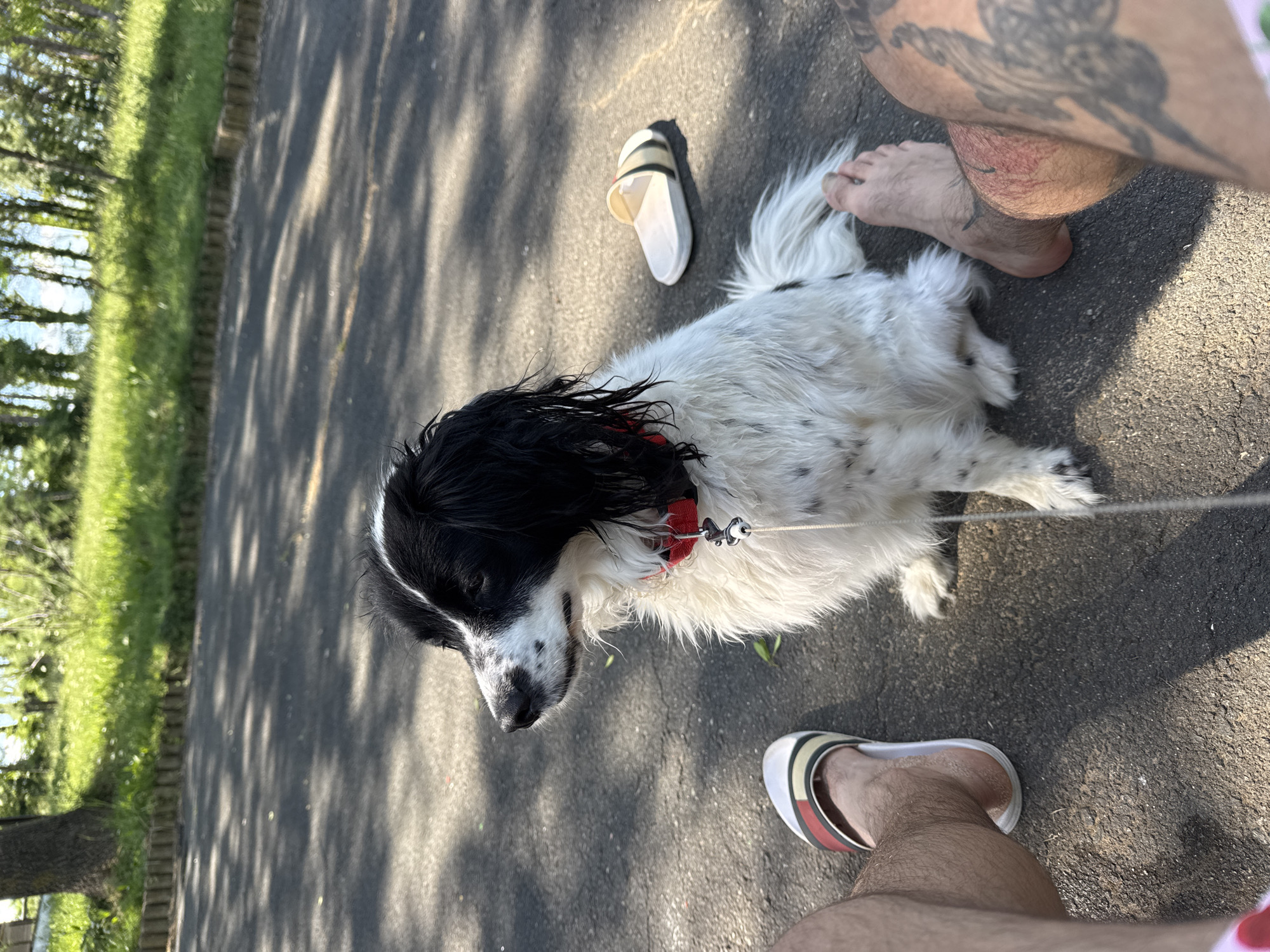 A black and white dog sits on asphalt next to a person's feet. The person's feet are wearing sandals. Another sandal lies near the dog. Part of a tattoo is visible on the person's leg. Trees and grass are visible on the left side. The image suggests an outdoor location, possibly a park or sidewalk. Tsarevo, Bulgaria is not evident in the image, however.