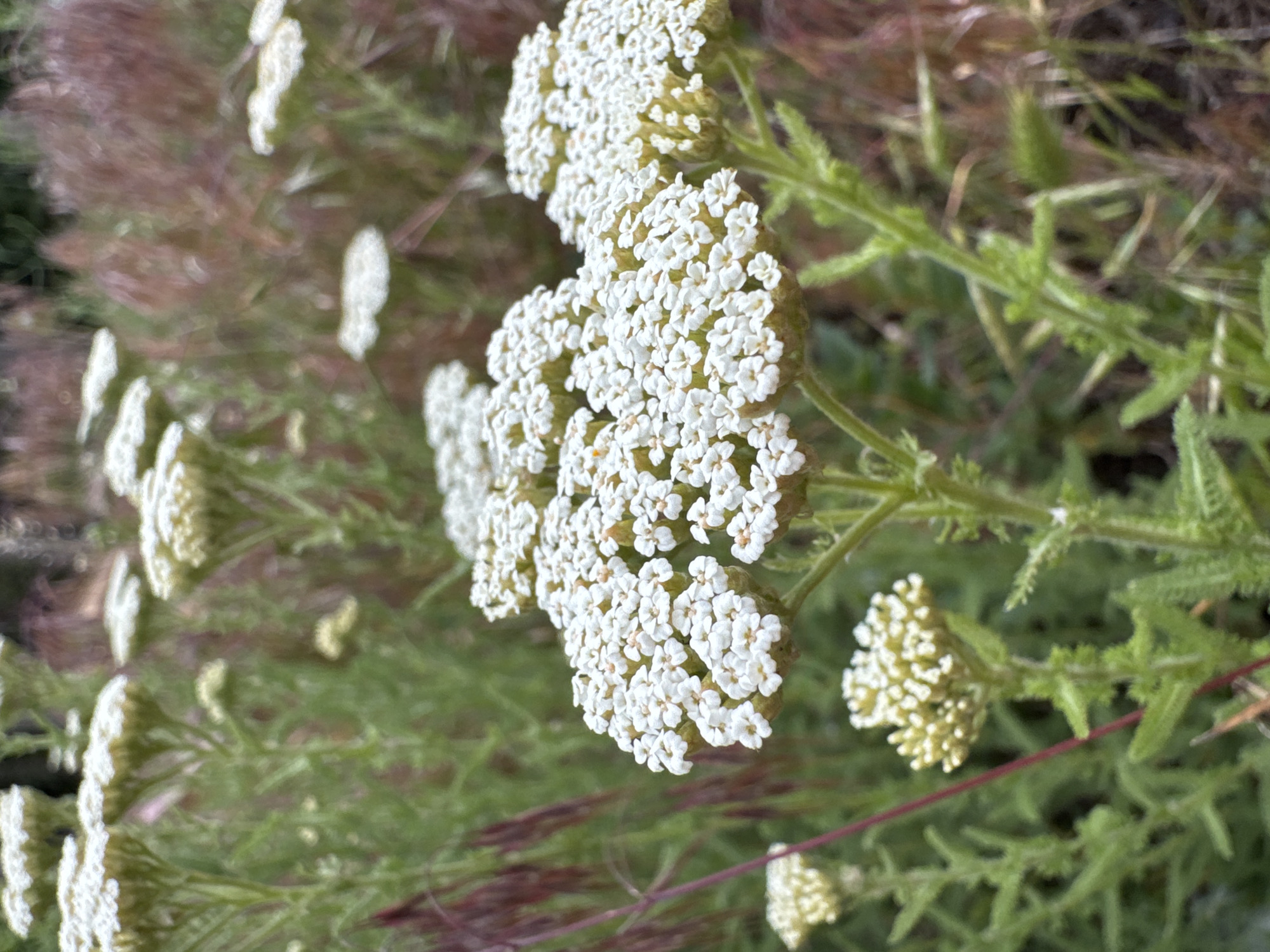 The image shows a close-up of white yarrow flowers in a garden. The flowers are clustered in dense, flat-topped formations. The stems are green with finely divided leaves. The background includes other plants, some green and some with brown seed heads. The location is unspecified beyond the information that it is in the city of Kryvyi Rih, Ukraine. There are no people visible.