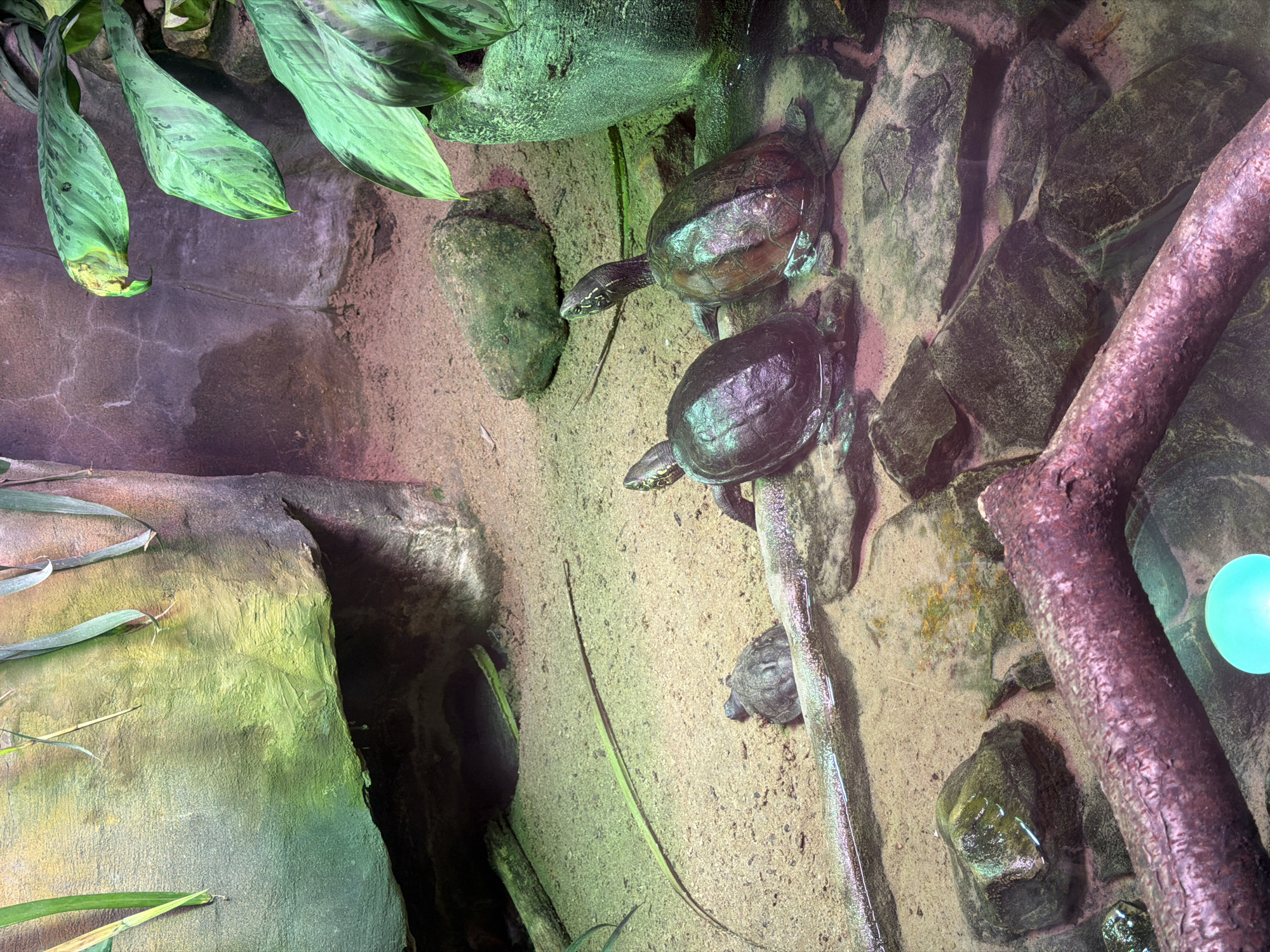In an enclosure designed to mimic a natural habitat, three turtles are observed. The enclosure features a sandy substrate, rocky formations, and lush green foliage. In the foreground, a large, gnarled branch lies horizontally, partially submerged in water. In the midground, two adult turtles are positioned near the edge of the water. One turtle, with a dark, mottled shell, is facing left, while the other, with a reddish-brown shell, is facing right, its head extended. A smaller turtle is visible further back in the sand, facing away from the camera. The background consists of a rough, textured rock wall with green moss or algae. The lighting in the enclosure is warm and diffuse, casting shadows and highlighting the textures of the environment and the turtles.