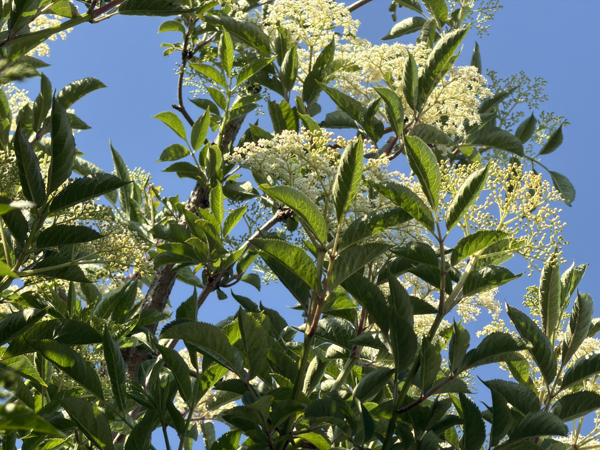 The image shows a view upwards through the foliage of an elderflower bush (Sambucus) against a bright blue sky. The leaves are green, pinnate, and have serrated edges. Clusters of small, cream-colored flowers are visible among the leaves. The location is given as Pentre, United Kingdom, though there's no explicit visual marker of that in the image. There are no people or interactions visible.