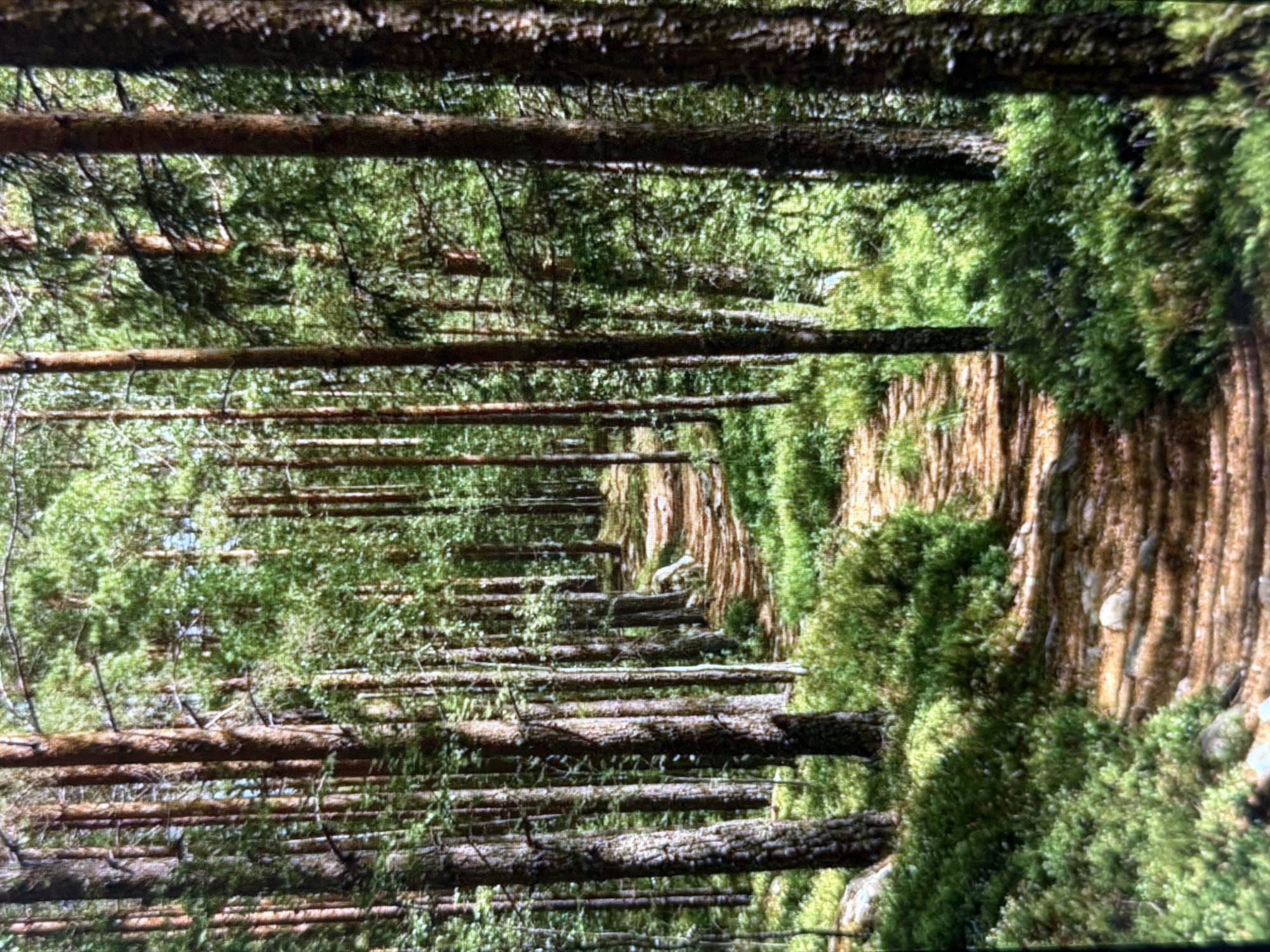 The image depicts a dense, verdant forest scene, likely in Lovech, Bulgaria. Numerous tall, slender tree trunks, possibly pines or conifers, line what appears to be a natural path or corridor, receding into the distance and creating a strong sense of depth. The path itself and the areas adjacent to the tree trunks are covered in a thick, lush carpet of green moss. In some sections, particularly on the right side of the image (when oriented naturally), exposed earth, roots, or rock formations with a brownish, textured appearance are visible, also partially covered by moss. Scattered light-colored rocks are embedded within the mossy terrain. Bright, natural light indicates daytime, with sunlight filtering through the tree canopy, illuminating the scene and highlighting the vibrant green foliage. The overall atmosphere is one of serene natural beauty and tranquility. No people, objects other than natural elements, or visible text are present. The image is oriented vertically, but the scene is naturally viewed horizontally, showing a forest path.