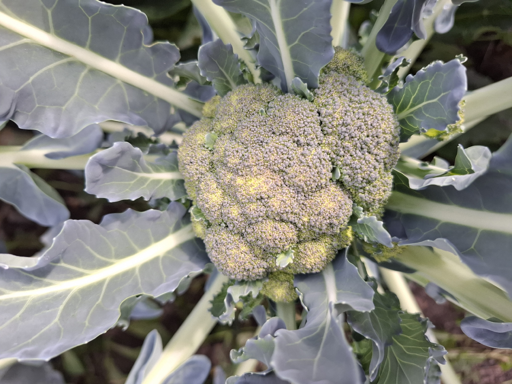 This is a close-up, overhead shot of a head of broccoli growing in a garden. The broccoli is green with yellow highlights and is surrounded by large, grey-green leaves. The background is a blur of green and brown, suggesting a natural outdoor setting. The image is well-lit, with the sunlight highlighting the texture of the broccoli florets and the veins in the leaves. No people or man-made objects are visible in the image. This image likely depicts broccoli grown in a garden in Tyumen, Russia.