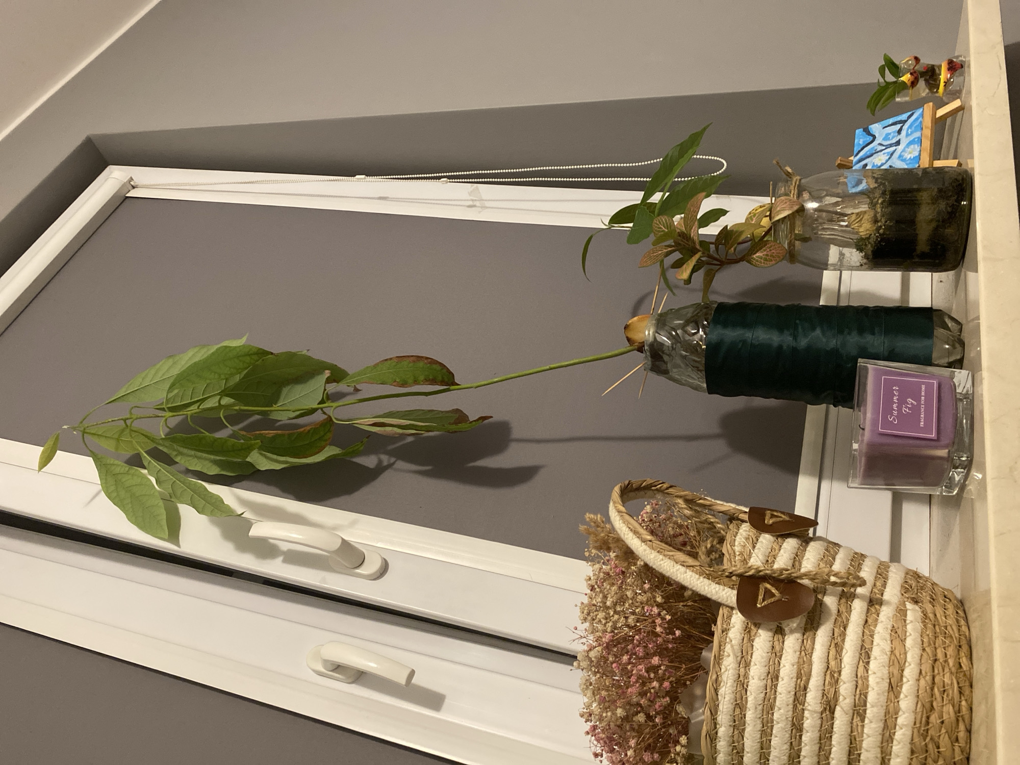 The image displays a collection of indoor plants and decorative items placed on a shelf or windowsill. In the foreground, a large, leafy green branch from an avocado plant is extending horizontally, with its leaves casting a shadow on the grey wall behind it. Below the branch, the top portion of two white window panes with handles is visible.
To the right of the branch, there are two glass containers holding plants or cuttings. The upper container has a plant with reddish-green leaves, and a small blue canvas painting on an easel is propped beside it. The lower container appears to be a cut plastic bottle wrapped with dark green tape, with toothpicks holding an avocado pit submerged in water.
Further to the right, a woven straw bag with white stripes and leather details is filled with dried flowers, predominantly small pink and white blossoms. Next to the bag sits a clear glass jar containing a purple candle labeled "Summer Fig FRAGRANCE FOR HOME."
The overall scene suggests a domestic setting, likely a home interior, with a focus on plants and decorative accents. The lighting indicates it is daytime, though the exact time is not discernible. The presence of window panes suggests the location is near a window. There are no people visible in the image. The location context provided is Łódź, Poland.