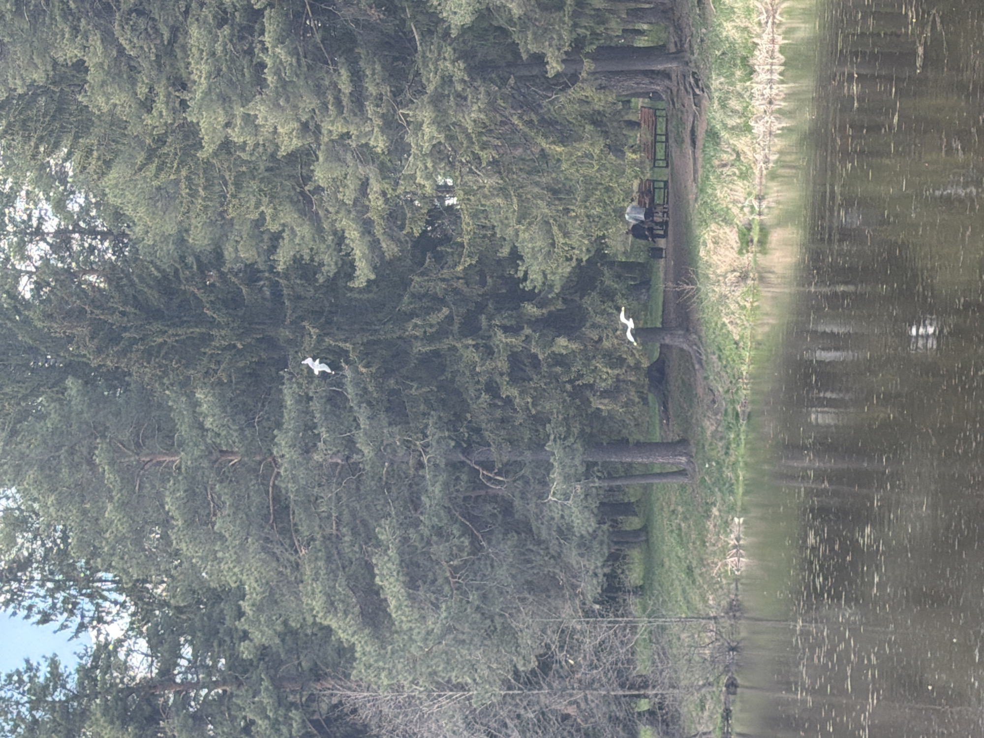 The image shows a waterside view in Chaikovsky, Russia. A line of trees runs along the edge of the water, with a bench and a person sitting on it visible between the trees. Two white birds are in flight in the midground. The water surface reflects the trees and sky. The general atmosphere is calm and natural.