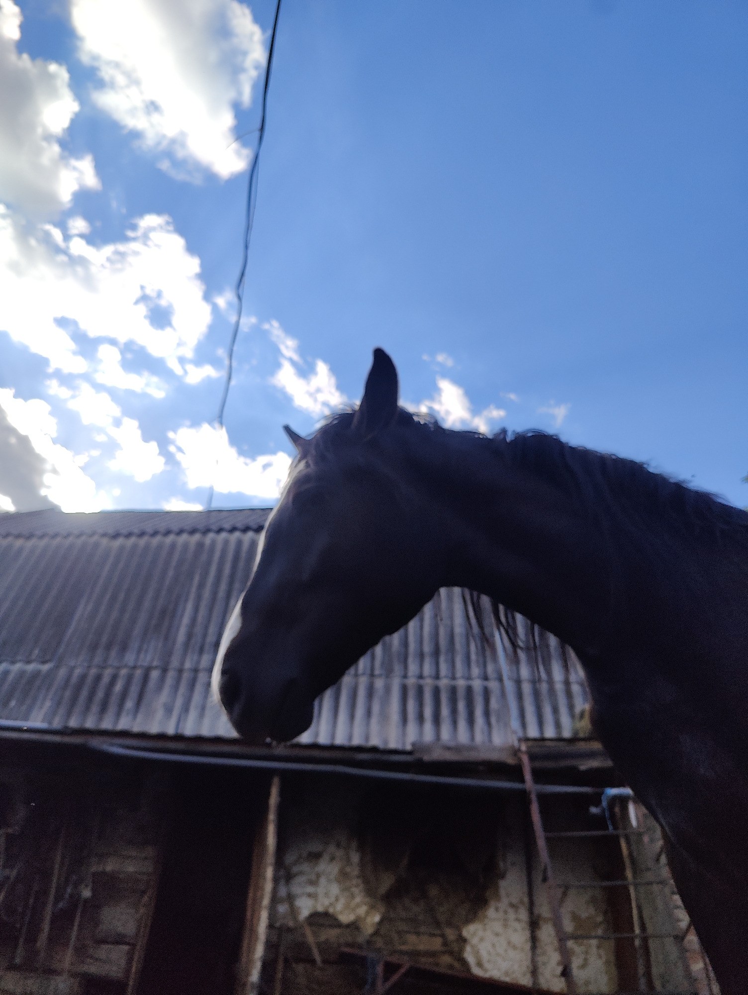 A dark-colored horse's head and neck are visible in the foreground, facing left. The horse has a white blaze on its face. Behind the horse is a weathered, corrugated metal roof of a building, with a dilapidated wall and wooden structure beneath it. The background consists of a bright blue sky with scattered white clouds, and a thin black wire stretches across the upper portion of the image. The scene appears to be outdoors, possibly in a rural or semi-rural setting. The location of Yarmolyntsi, Ukraine is not explicitly depicted in the image.