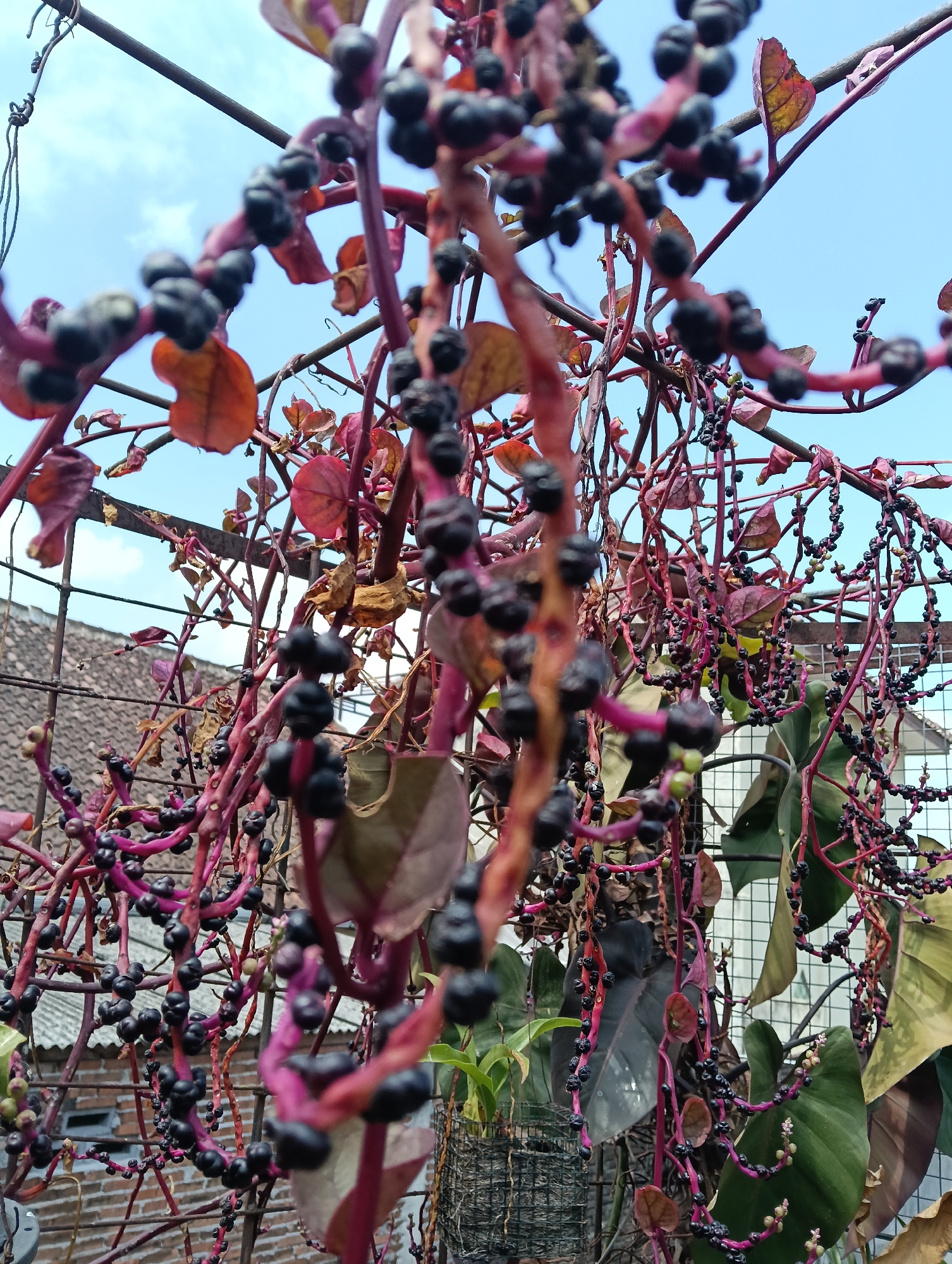 The image shows a close-up of a Malabar spinach plant with numerous dark purple berries and some reddish-brown leaves. The plant is growing outdoors, with a bright blue sky visible in the background. A metal fence and parts of a building are also discernible in the lower portion of the frame. The scene appears to be located in Banjarnegoro, Indonesia, as suggested by the context. There are no people visible in the image.