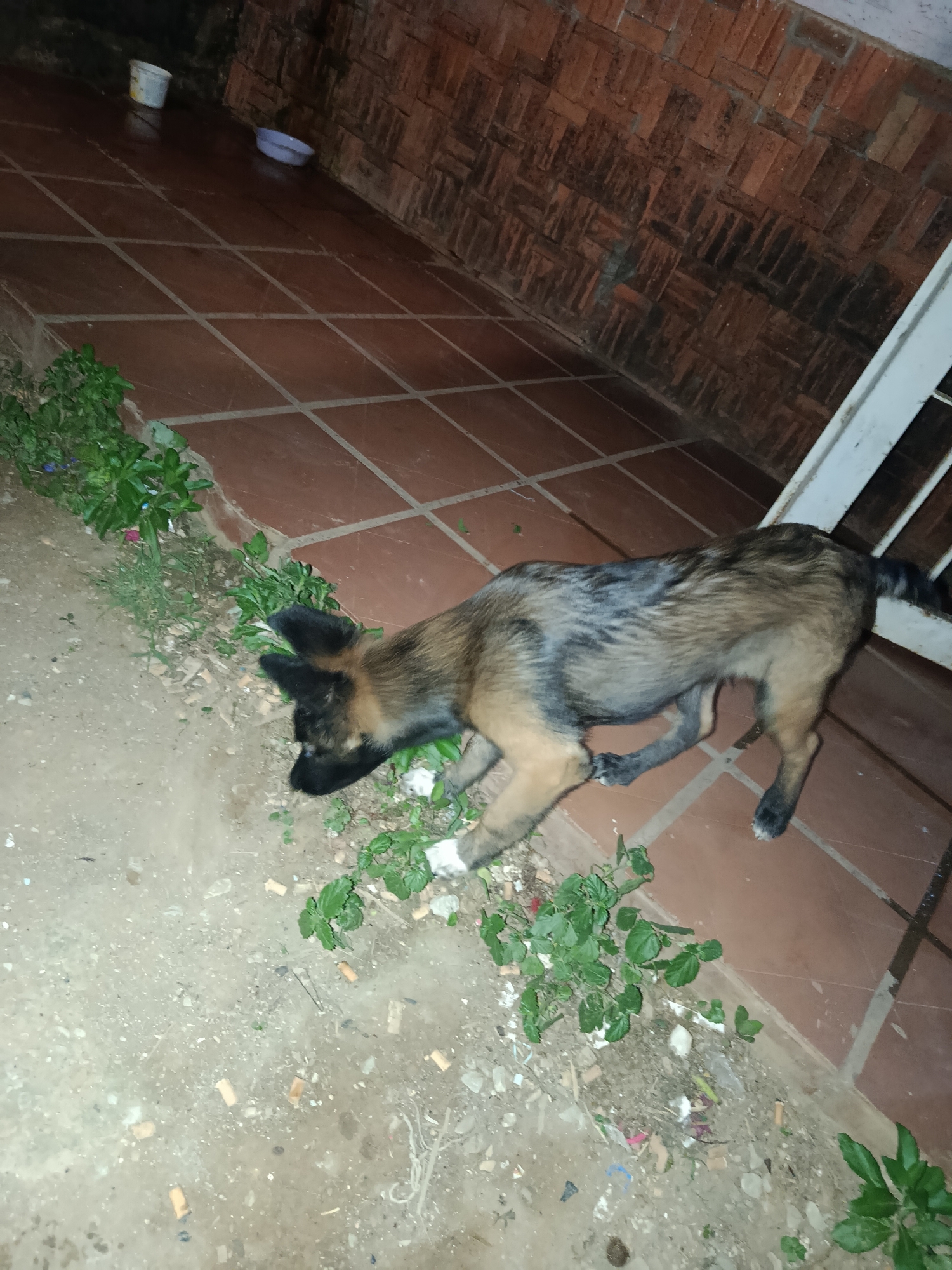 A tan and black dog is sniffing the ground near a brick wall in Juan Griego, Venezuela. The dog is positioned on a tiled patio, with green foliage and debris scattered on the ground around it. In the background, a white door and a section of the brick wall are visible. The scene appears to be outdoors, possibly in a residential or public area.