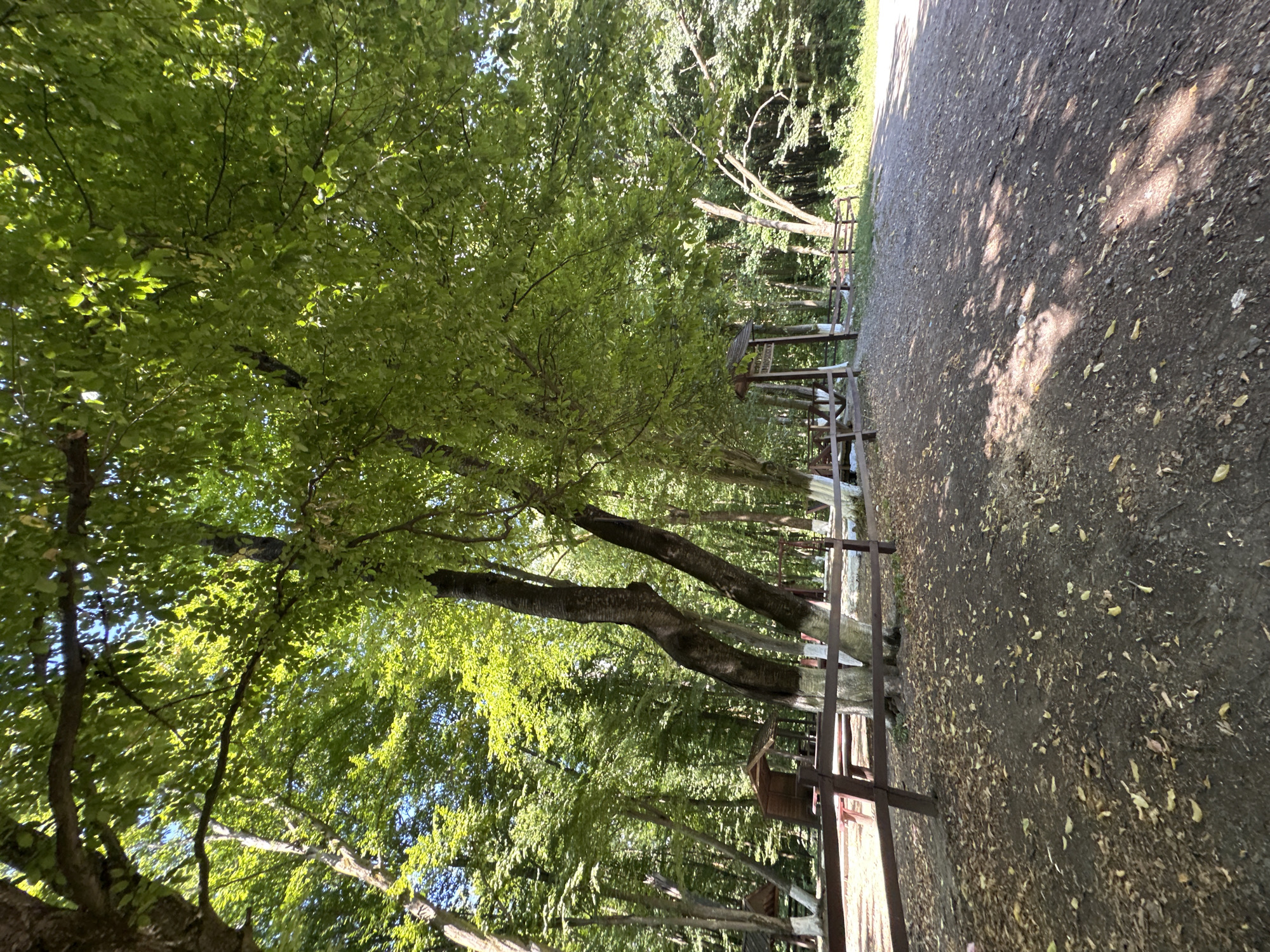 The image depicts an outdoor scene, likely a park or recreational area, with a focus on a pathway and surrounding greenery. In the foreground, a dirt path is covered with scattered fallen leaves. To the left of the path, a rustic wooden fence separates the path from a shaded area with picnic tables and wooden structures that appear to be gazebos or small shelters. Several trees with thick, textured bark and abundant green foliage dominate the scene, with sunlight filtering through the leaves, creating dappled shadows on the ground. In the background, more trees form a dense forest, and some signs are visible. The overall impression is that of a tranquil natural setting within a park. There are no people visible in the image. The image has been geolocated to Shatava, Ukraine.