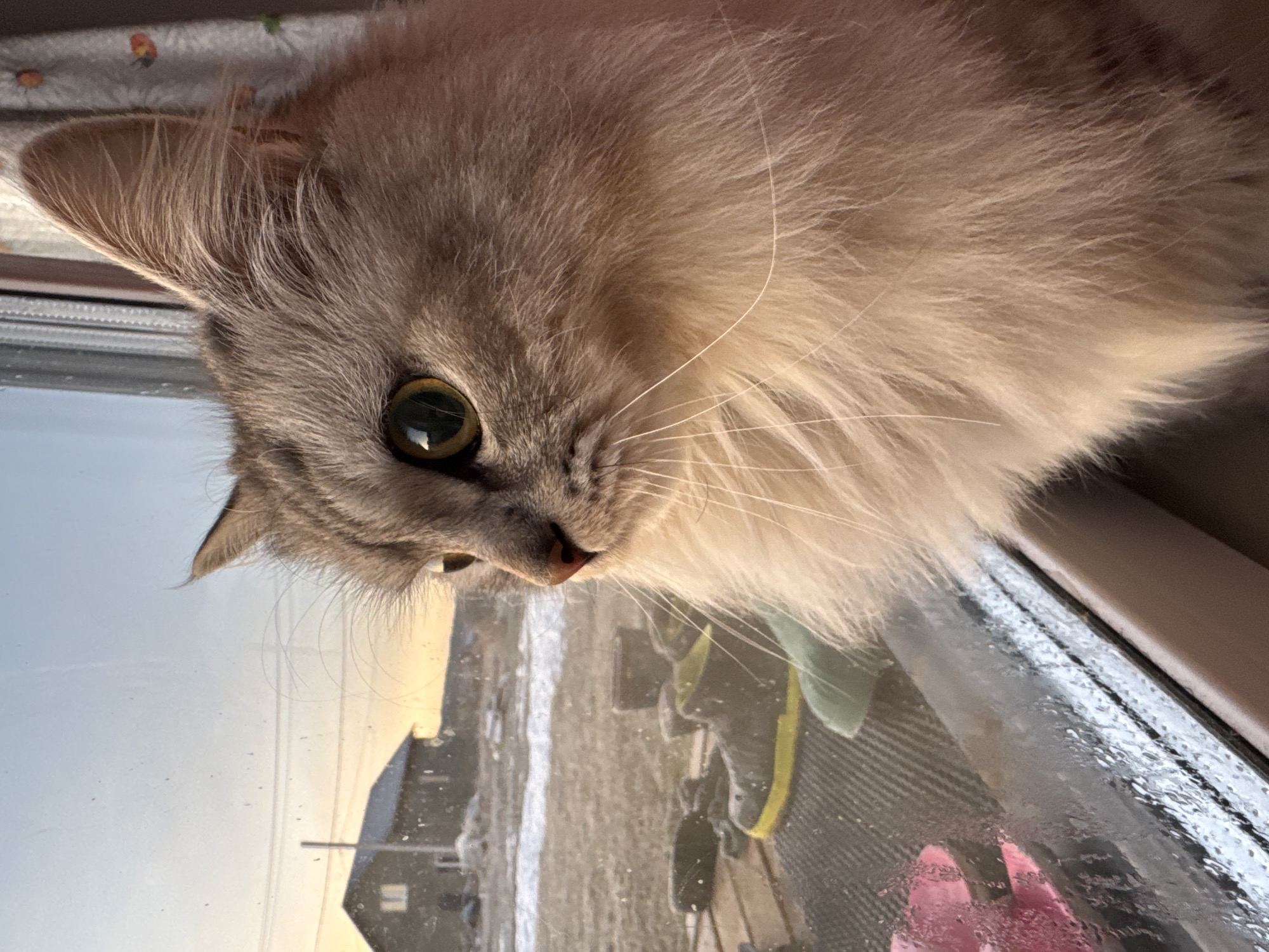 A medium, close-up shot shows a cat perched on a window, looking out at a rural winter scene. The cat has long, light brown and gray fur and large, green eyes. The reflection in the window reveals a house and a yard covered with snow. The sky visible in the reflection is light blue with a hint of orange from the setting sun. The presence of a house and yard covered in snow, reflects a location in the city of Gornyi (Dvurechenskoe S/P), Russia.