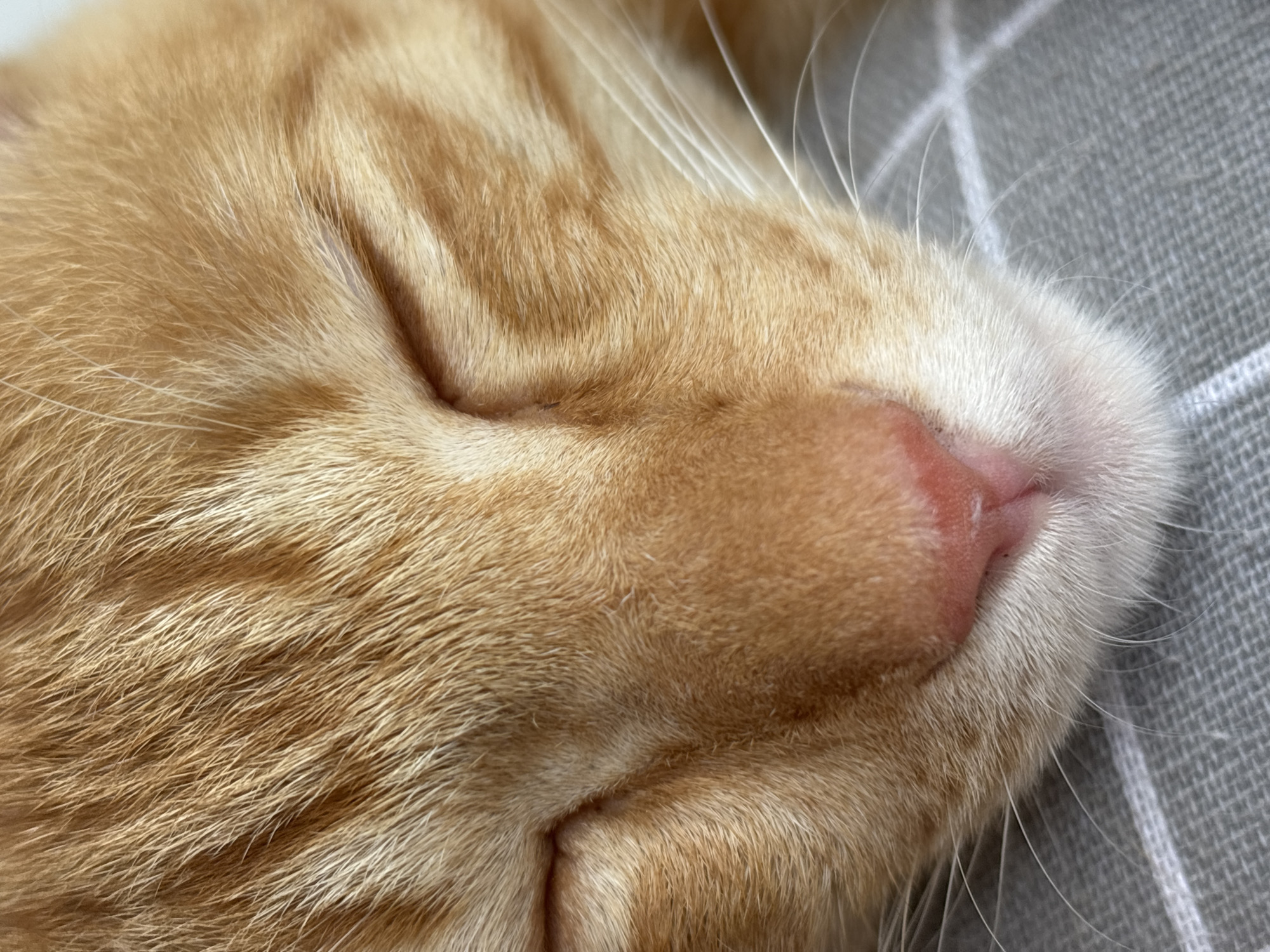 Close-up of an orange tabby cat sleeping on a grey plaid surface. The cat's nose is pink, and its eyes are closed. The cat's fur is a mix of orange and light brown shades. Long, white whiskers are visible. The location in the city of Cemagi, Indonesia is not relevant, as it does not appear in the image.