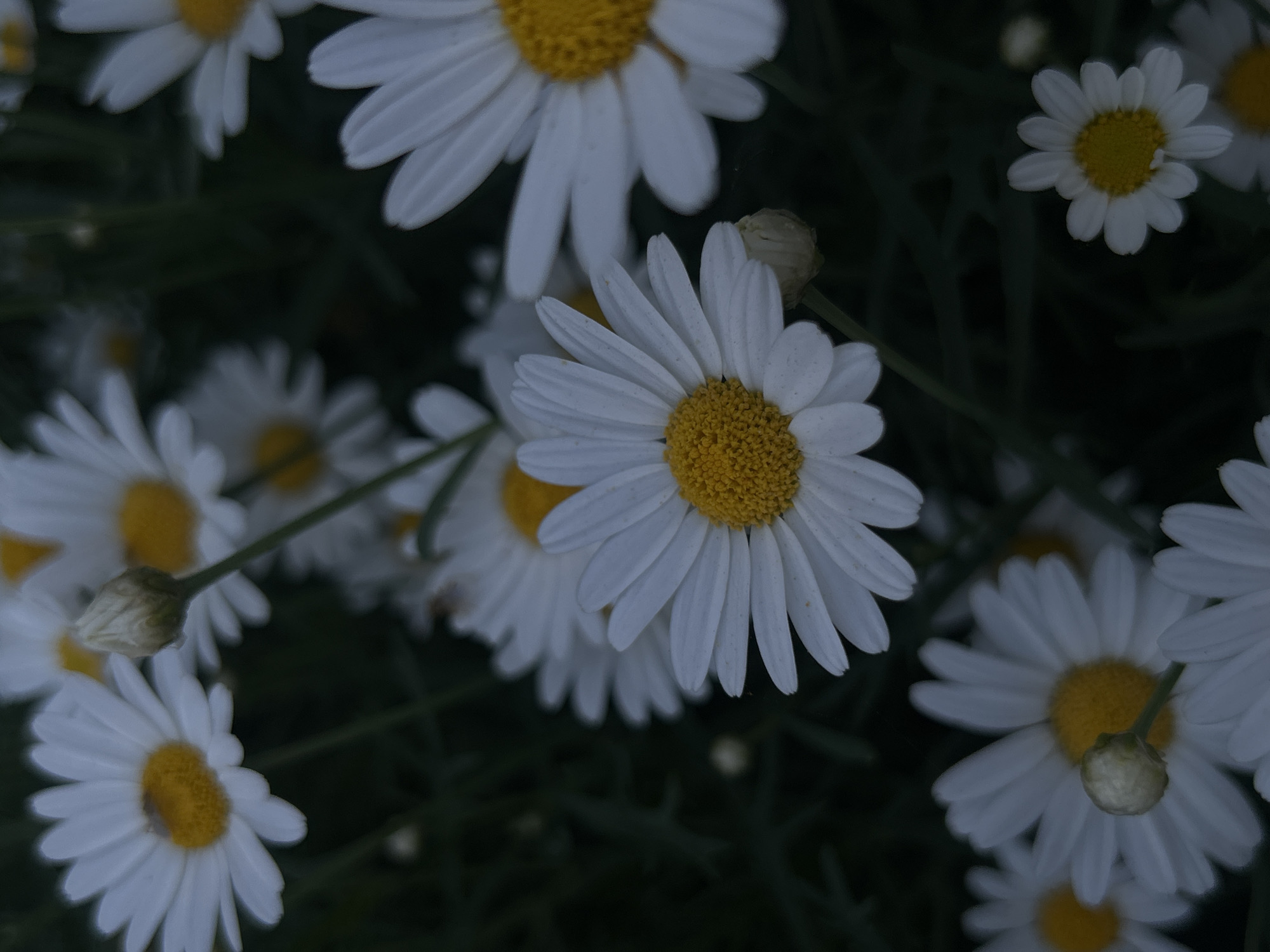 The image shows a cluster of daisies with white petals and yellow centers. Some are in full bloom, while others are buds. The background is dark green, suggesting foliage. The location is unknown.