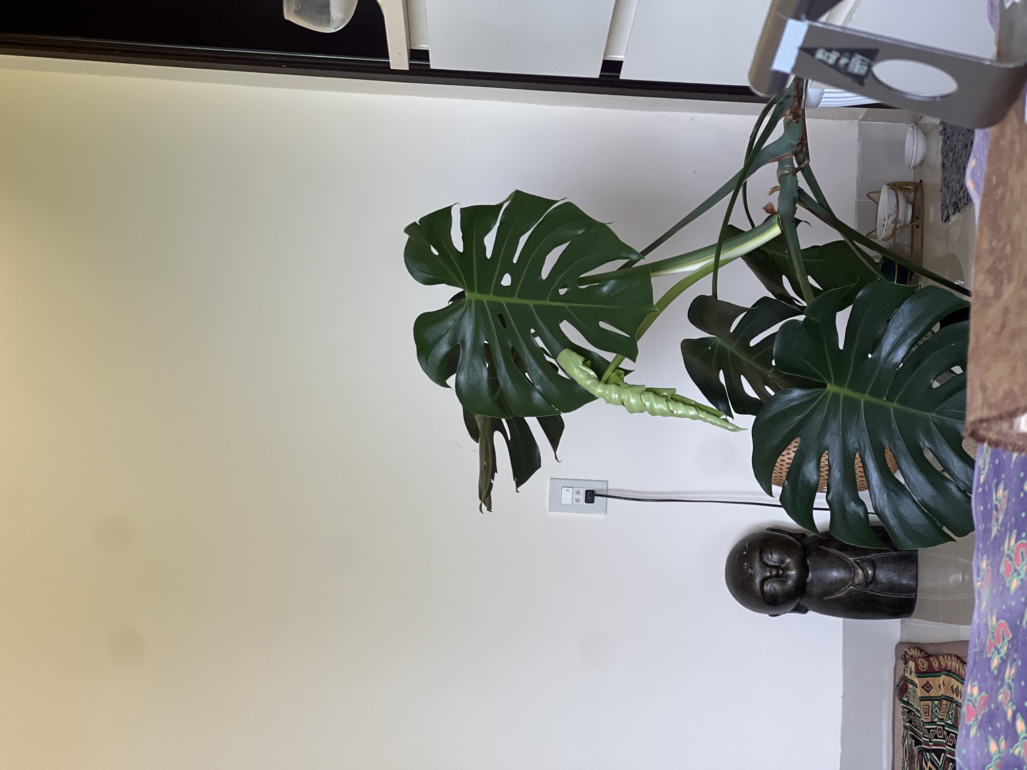The image depicts an indoor scene, likely a room in Đà Nẵng, Vietnam. A large Monstera plant dominates the foreground, with its characteristic fenestrated leaves prominently displayed. One new leaf is unfurling, still in a spiral. To the left of the plant, a dark, carved statue resembling a Buddha or a similar spiritual figure sits on the floor. The background is a plain, light-colored wall. An electrical outlet is visible on the wall to the left of the plant, with a black cord plugged into it. To the right of the plant, a portion of a white and black cabinet or shelving unit is visible, along with a clear glass with a liquid inside at the top edge. The floor area in the foreground is covered with patterned fabric or rugs. The overall impression is a domestic setting with a focus on interior decor.