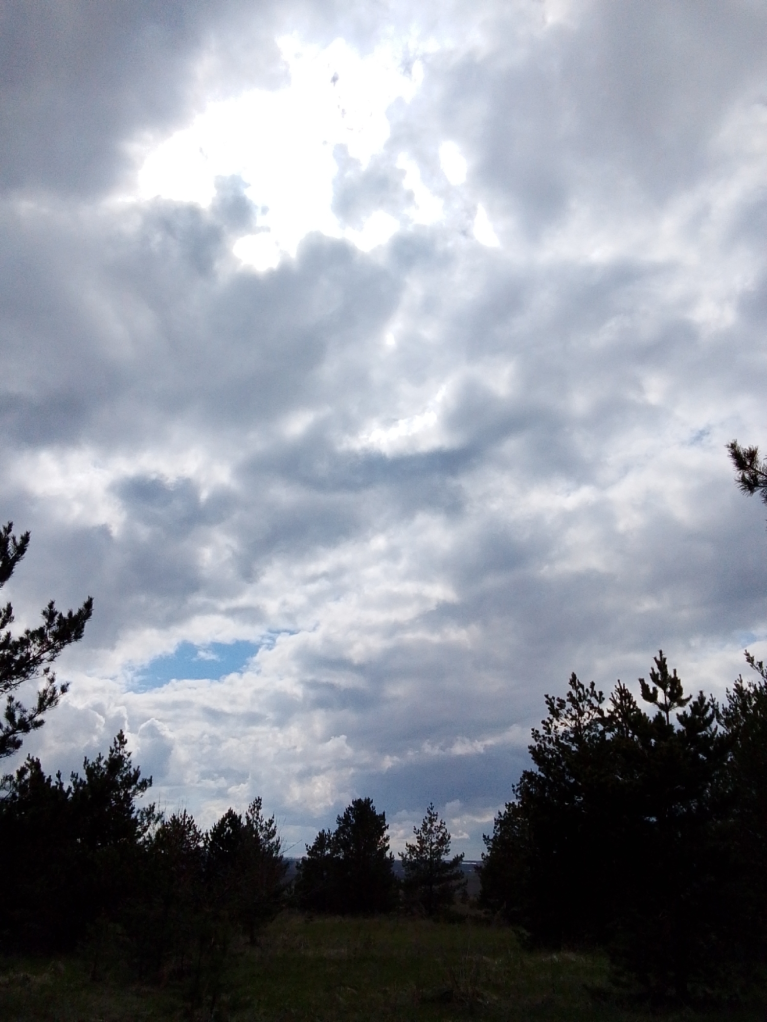 The image presents a natural landscape dominated by a vast, cloudy sky and dark forest silhouettes. The upper two-thirds of the frame are filled with an expansive cloud formation, featuring various shades of grey and white. A large, intensely bright area in the upper-center of the sky suggests the obscured position of the sun, casting a diffused light. Below this bright cloud, a small, distinct patch of blue sky is visible, indicating a break in the cloud cover.
The lower third of the image is occupied by the dark silhouettes of coniferous trees, likely pine trees, which appear on the left, right, and stretch across the midground. Their dark forms create a strong contrast against the brighter sky, highlighting their textured branches and needle-like leaves. The ground beneath the trees is grassy, though largely shadowed and indistinct, contributing to the overall subdued lighting of the foreground.
No people or specific activities are visible; the scene depicts a static natural environment. The setting is an outdoor, possibly rural or forested area. The time of day appears to be daytime, characterized by the heavy overcast conditions, which could indicate an approaching storm, recent rain, or simply a heavily clouded day. There are no identifiable location cues beyond the natural landscape, and no visible text. The overall mood is one of quiet contemplation, with the dramatic sky being a central feature.