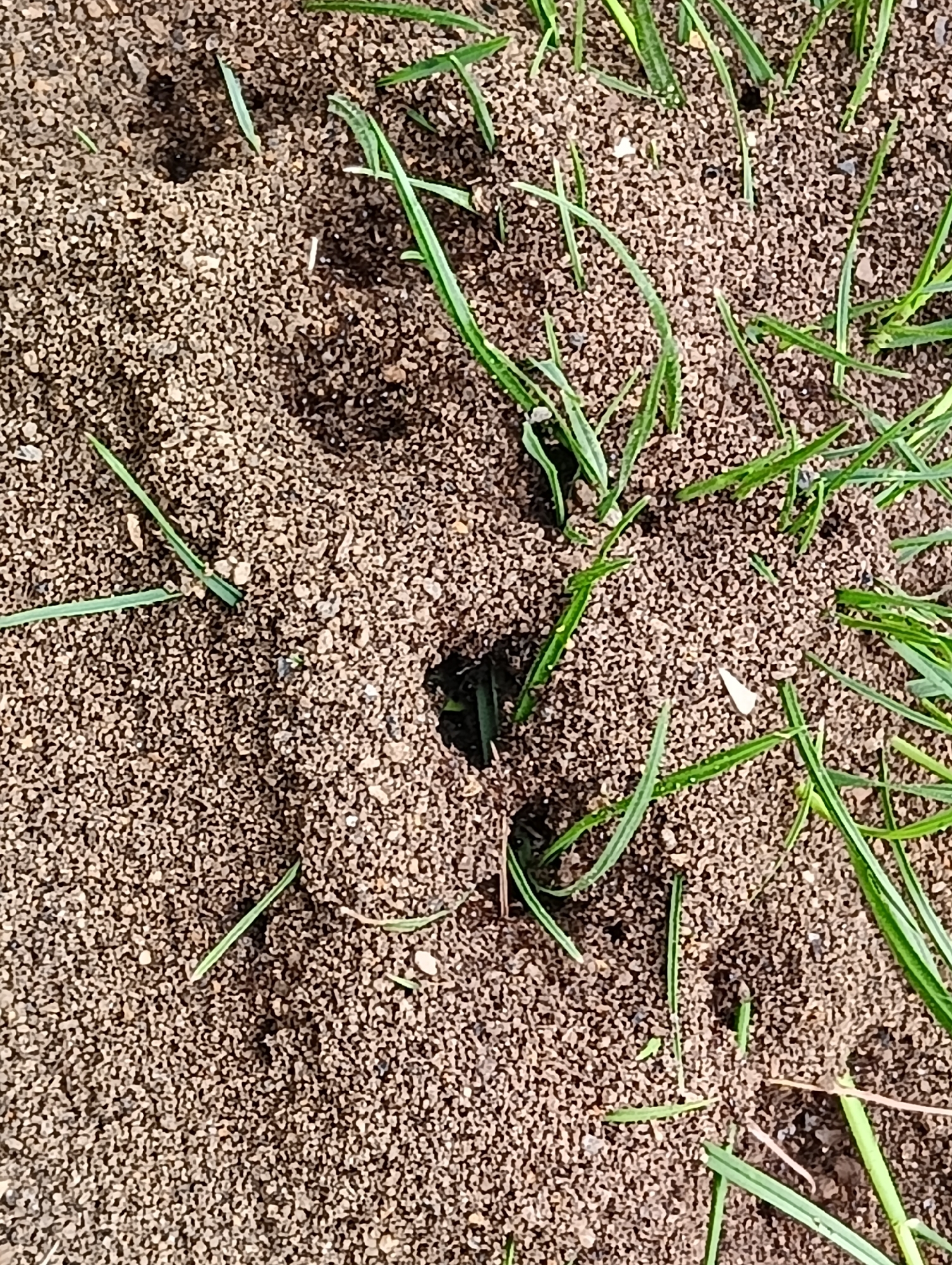 The image shows a close-up view of an anthill with several openings, some of which are partially obscured by blades of green grass. The anthill is composed of dark brown soil with small pebbles and dirt particles. The focus is on the textured surface of the soil mounds and the dark holes that lead into the underground network of the ant colony. The lighting suggests it is daytime, likely outdoors. The scene is situated in a natural environment, possibly a park or a garden, within the city of Biliaivka, Ukraine. There are no people or animals visible in the frame, only the anthill and surrounding grass.