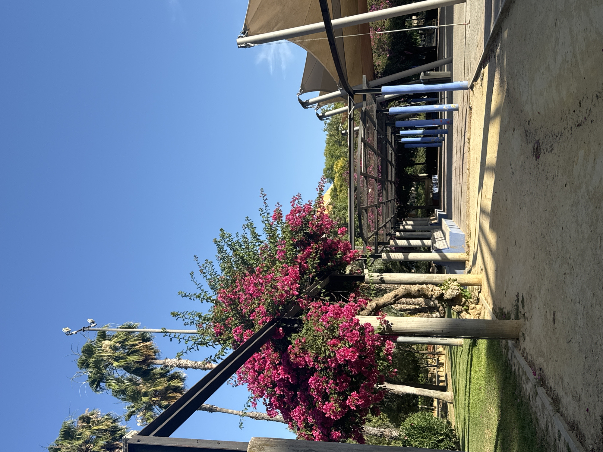 The image depicts a park pathway with a canopy structure overhead, likely in the city of Murcia, Spain. Tall palm trees are visible in the background, along with a large bougainvillea bush bursting with vibrant pink flowers. The pathway is made of sandy soil, with stone edging. The canopy is supported by concrete columns and features a dark mesh roof, allowing sunlight to filter through and cast shadows. Along the pathway, there are benches with blue seats. The sky is a clear, bright blue. The scene is bathed in sunlight, indicating a daytime setting. There are no people visible in the frame.