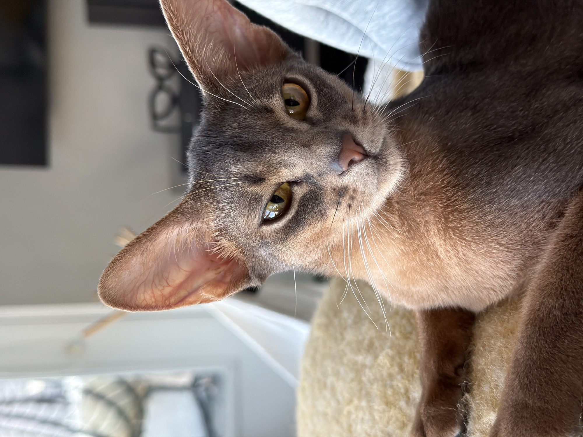 A close-up, eye-level, outdoor shot shows a cat with large ears, golden eyes, and russet-colored fur. The cat is lying down, with its paws visible in the foreground. The background is blurred but appears to be an indoor setting with furniture and a window. The cat's head is tilted slightly, and it is looking directly at the camera.