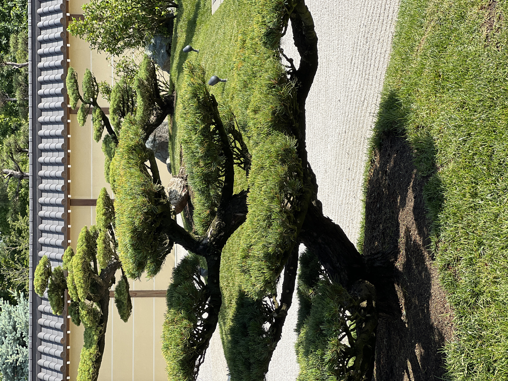 The image depicts a meticulously maintained Japanese garden. In the foreground, a large, artfully pruned pine tree with dark bark and vibrant green needles dominates the scene. Its branches spread horizontally, creating a layered effect. The ground beneath the tree is covered in dark soil with some leaf litter. To the left and right of the tree, neatly trimmed green grass forms a lawn. Behind the tree, a raked gravel area extends, its surface showing the pattern of the raking.
In the middle ground, a light yellow wall with wooden beams is visible, topped by a grey, tiled roof with a decorative edge. This structure suggests a building or a garden pavilion. Several grey, low-profile spotlights are strategically placed on the grass, likely for nighttime illumination. Scattered rocks are also present in the garden area.
In the background, more trees with lush green foliage are visible, suggesting a dense surrounding landscape. The sky is not visible in the frame.
This scene is located in a Japanese garden, likely part of a botanical garden, park, or private estate. Krasnodar, Russia, is not explicitly depicted in the image, but the elements suggest a temperate climate suitable for the types of trees and plants shown. The overall impression is one of tranquility, order, and natural beauty enhanced by human artistry. There are no people or animals visible in the image.