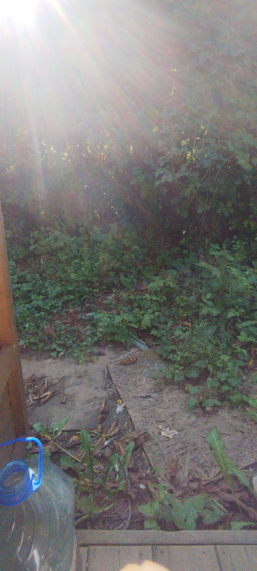 The image depicts an outdoor scene with dense green foliage in the background, suggesting a natural or overgrown area. The foreground features a patch of dirt and debris, with a large clear plastic bottle with a blue handle visible on the left. Sunlight streams in from the upper left corner, creating lens flare and casting rays across the image, indicating a bright, possibly late afternoon or early morning setting. The scene appears to be in a disorganized or unkempt outdoor space, possibly a backyard or undeveloped area. The location in Yaroslavskaya, Russia, is not visually discernible from the image content itself.