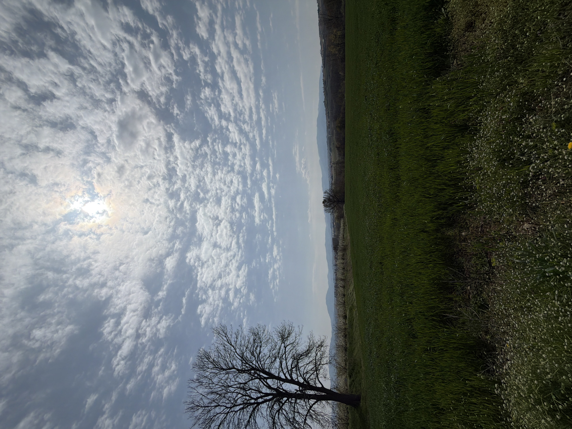 The image shows a landscape scene in Topola Municipality, Serbia. The foreground features a bare tree silhouetted against a sky with scattered clouds and sunlight. To the right, a field of green grass extends into the distance. A line of trees is visible on the horizon, possibly indicating a forest or mountain range. The sky is blue with white clouds. No people are visible in the image.