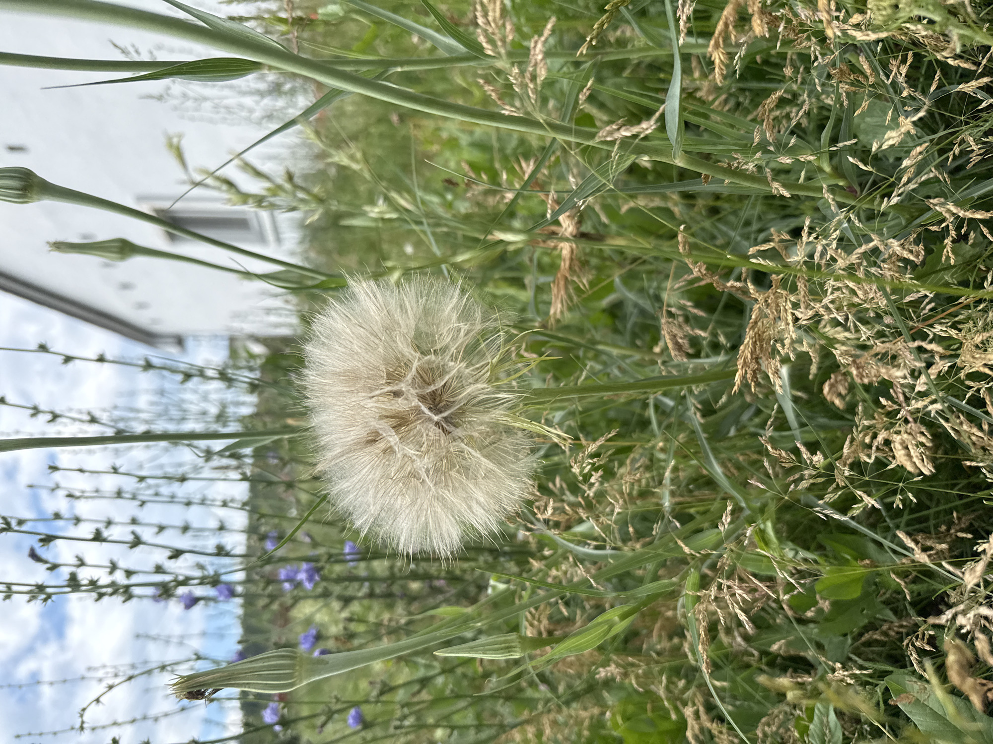 A dandelion puffball stands prominently in the foreground of a blurry outdoor scene, surrounded by tall grasses and some blue wildflowers. The dandelion's seeds appear ready to disperse, giving it a soft, feathery appearance. To the left of the dandelion, a white building with a dark window can be seen through a tangle of stems and leaves. The building appears to be a house or similar structure. The sky is visible in the background, with some clouds suggesting daytime. The overall impression is of a natural setting on a clear day, with a focus on the delicate structure of the dandelion and the surrounding vegetation. The image is taken from a low angle, looking upwards into the greenery. There is no text visible in the image.